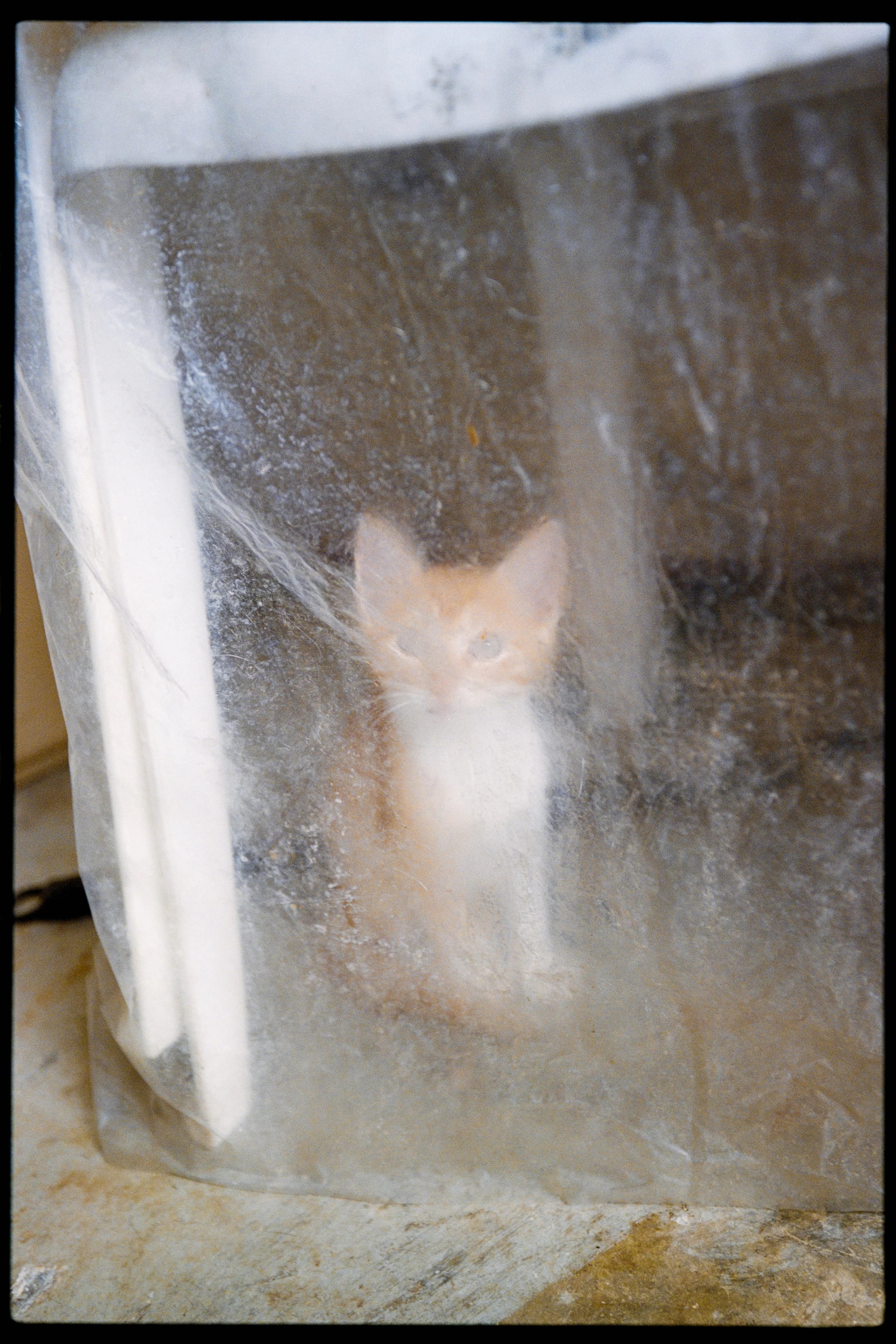 A partially frosted glass surface with a small animal, likely a kitten, behind it, resting on a surface with a mottled pattern.