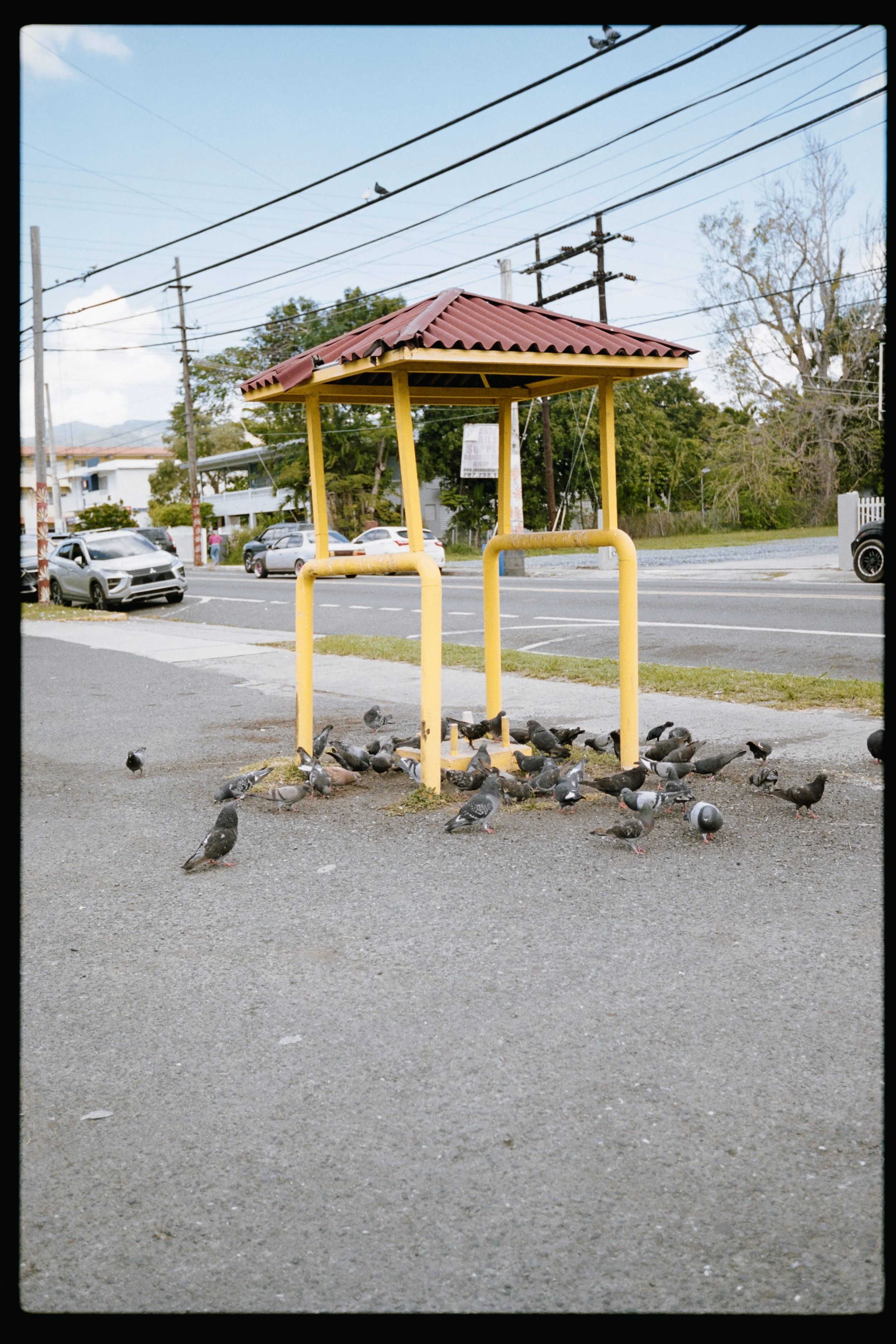 A yellow metal and wood bird feeder with a red-tiled roof, surrounded by pigeons on a paved sidewalk, with cars and trees in the background.