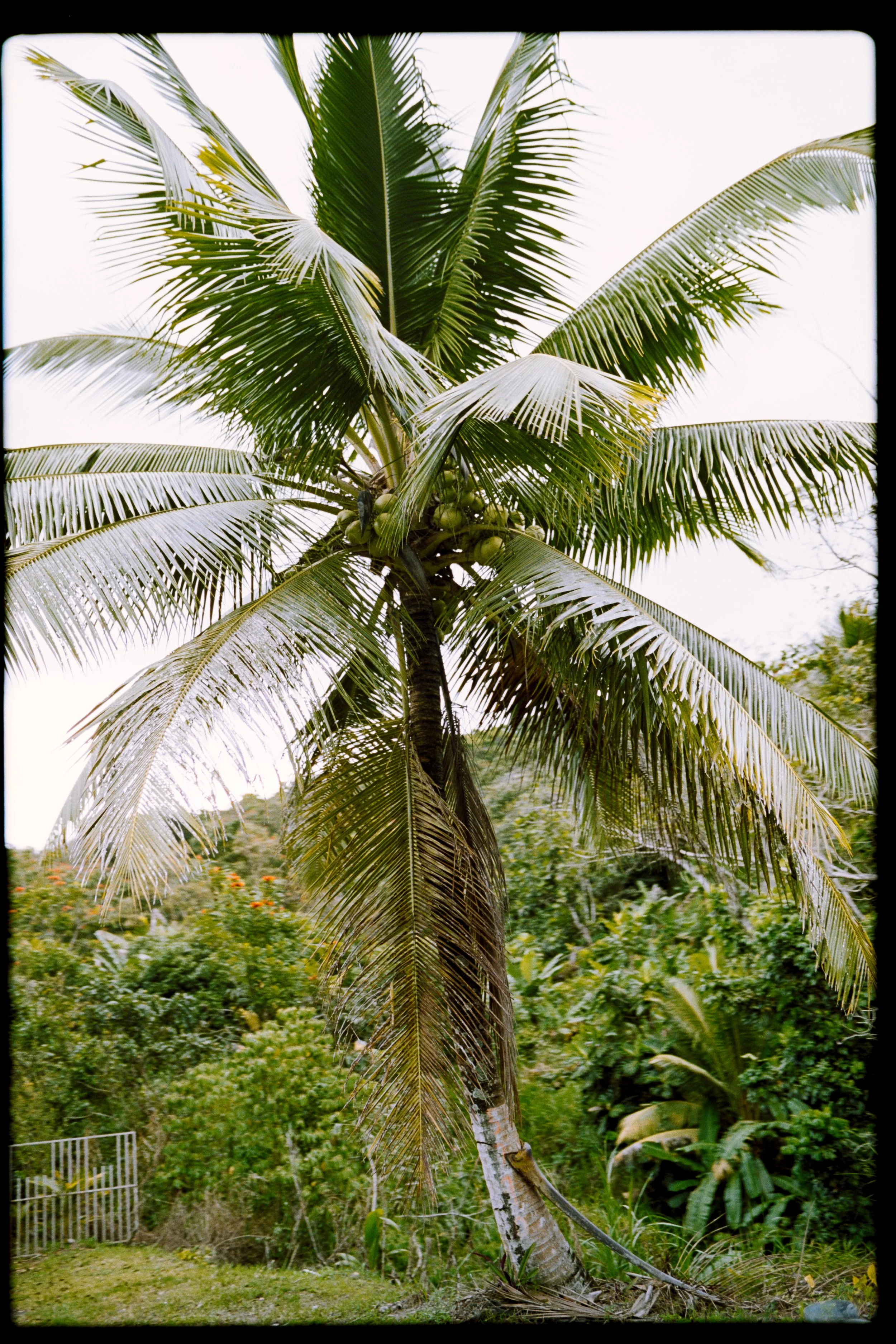 A tropical scene with a coconut palm tree in the foreground, featuring green coconuts and large fronds. The background shows lush greenery and a cloudy sky.