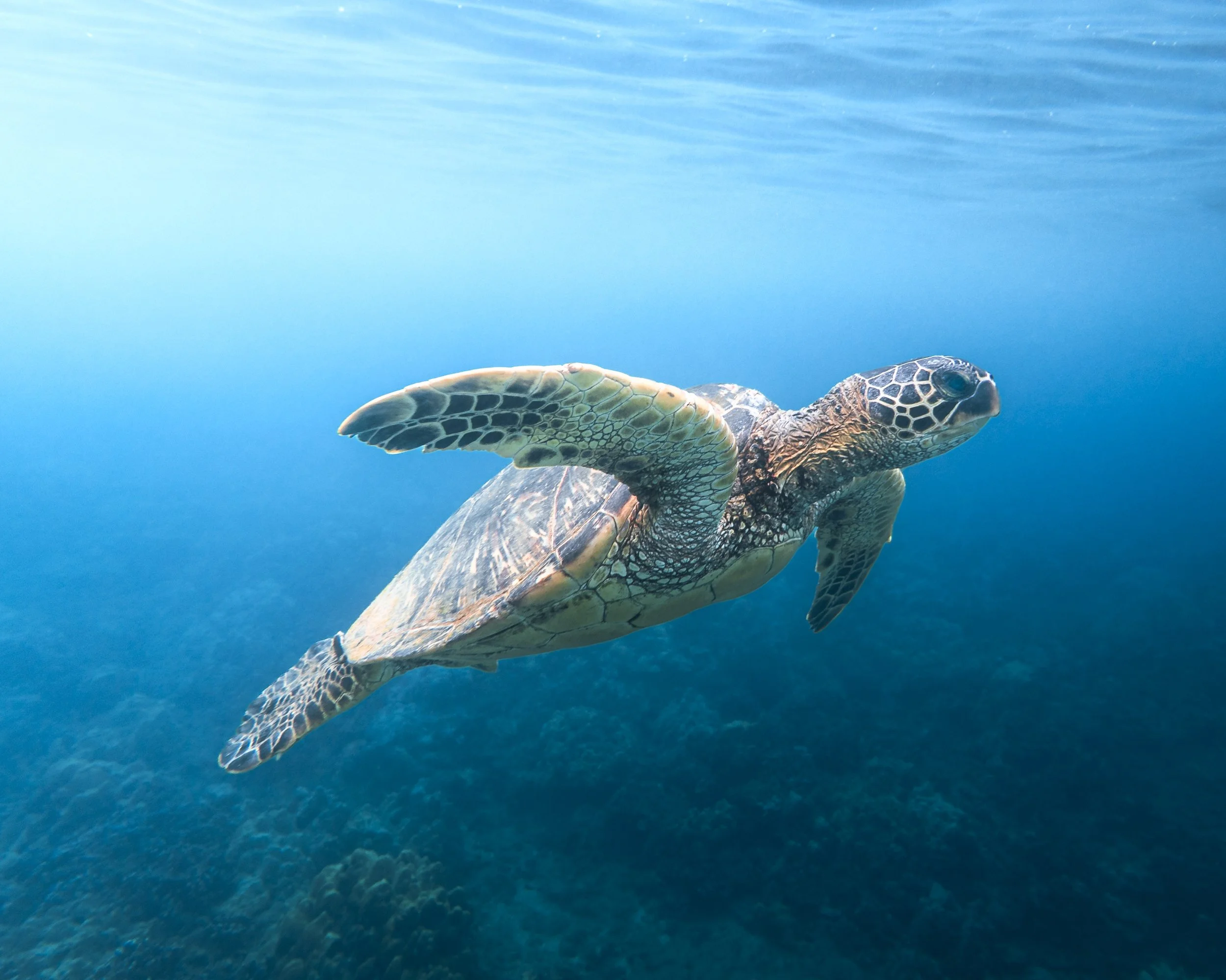 A sea turtle swimming in clear blue ocean water.