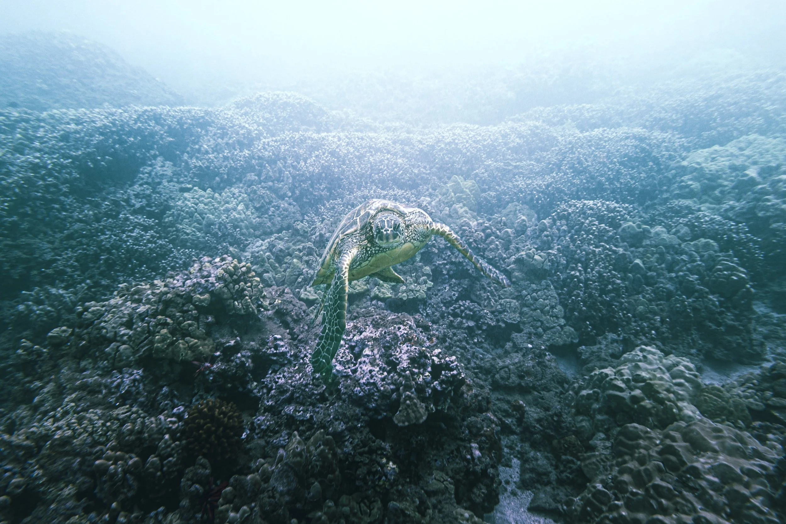 Sea turtle swimming near a coral reef underwater with sunlight filtering through the water.
