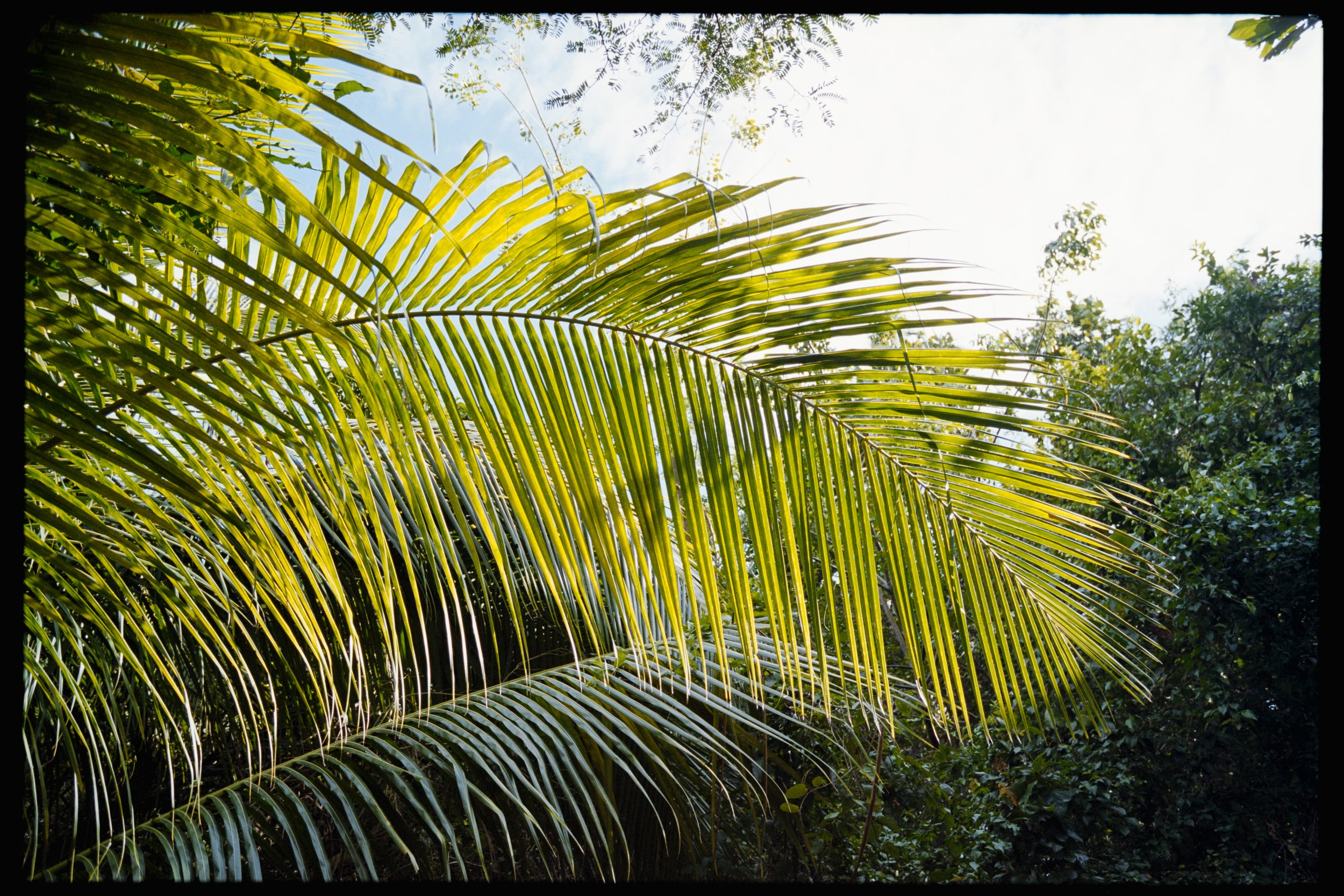 Looking up at green palm leaves with the sky visible through the foliage.