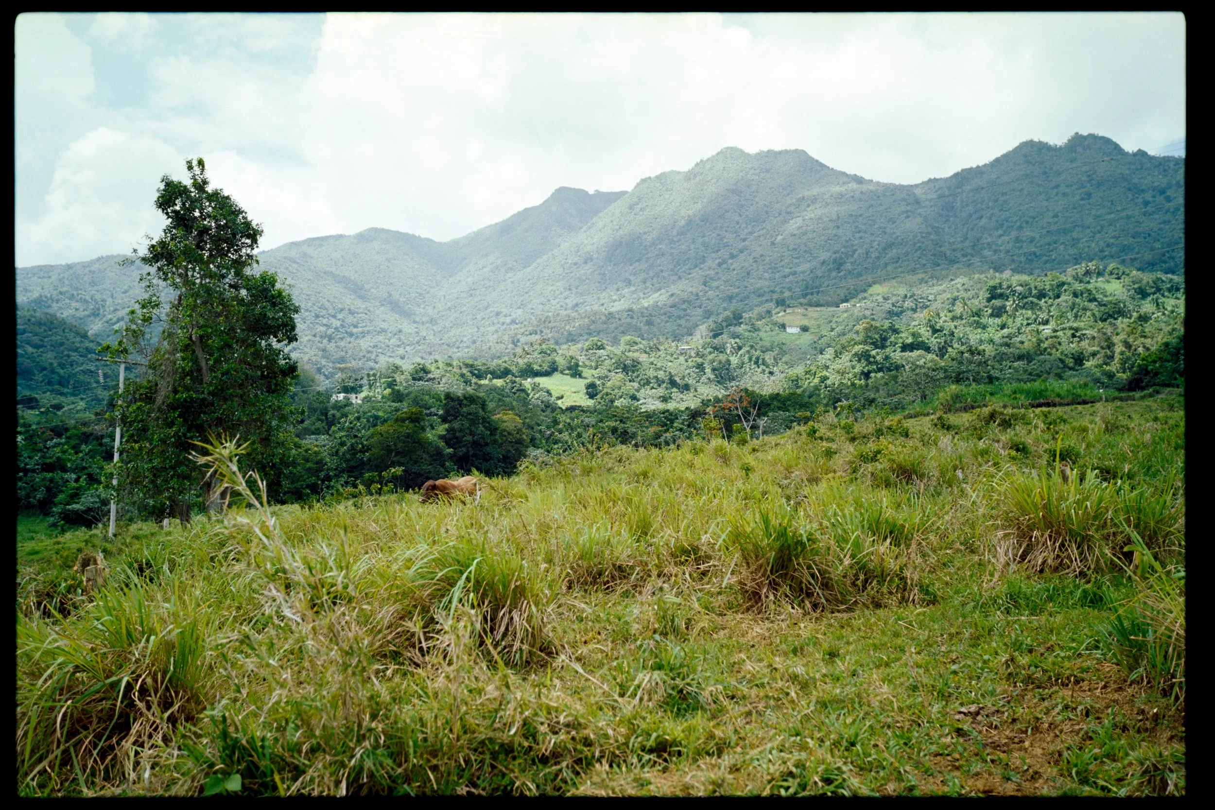 A lush green landscape with tall grass in the foreground, a lone tree on the left, and rolling hills and mountains in the background under a partly cloudy sky.