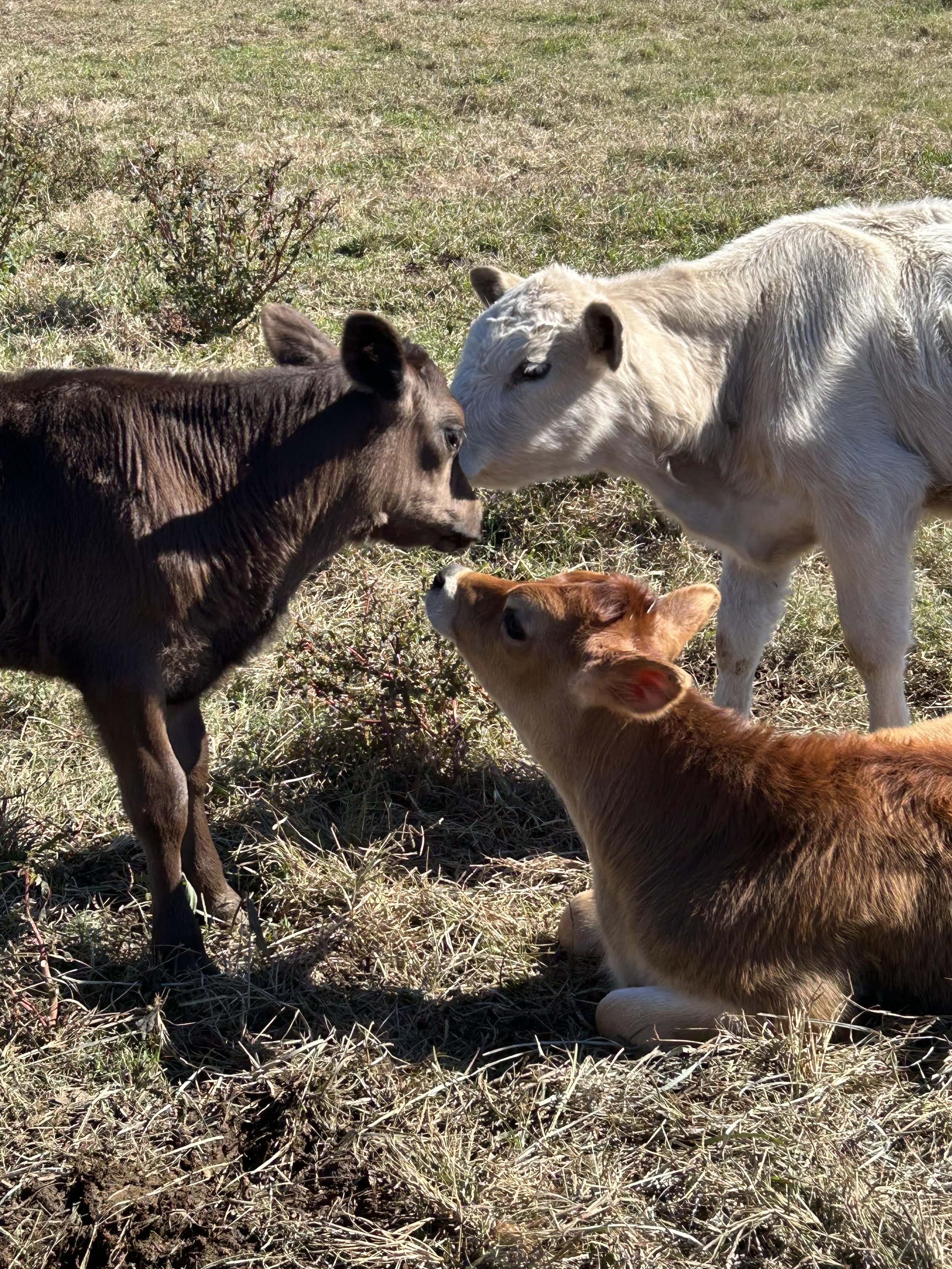 Calf Meeting