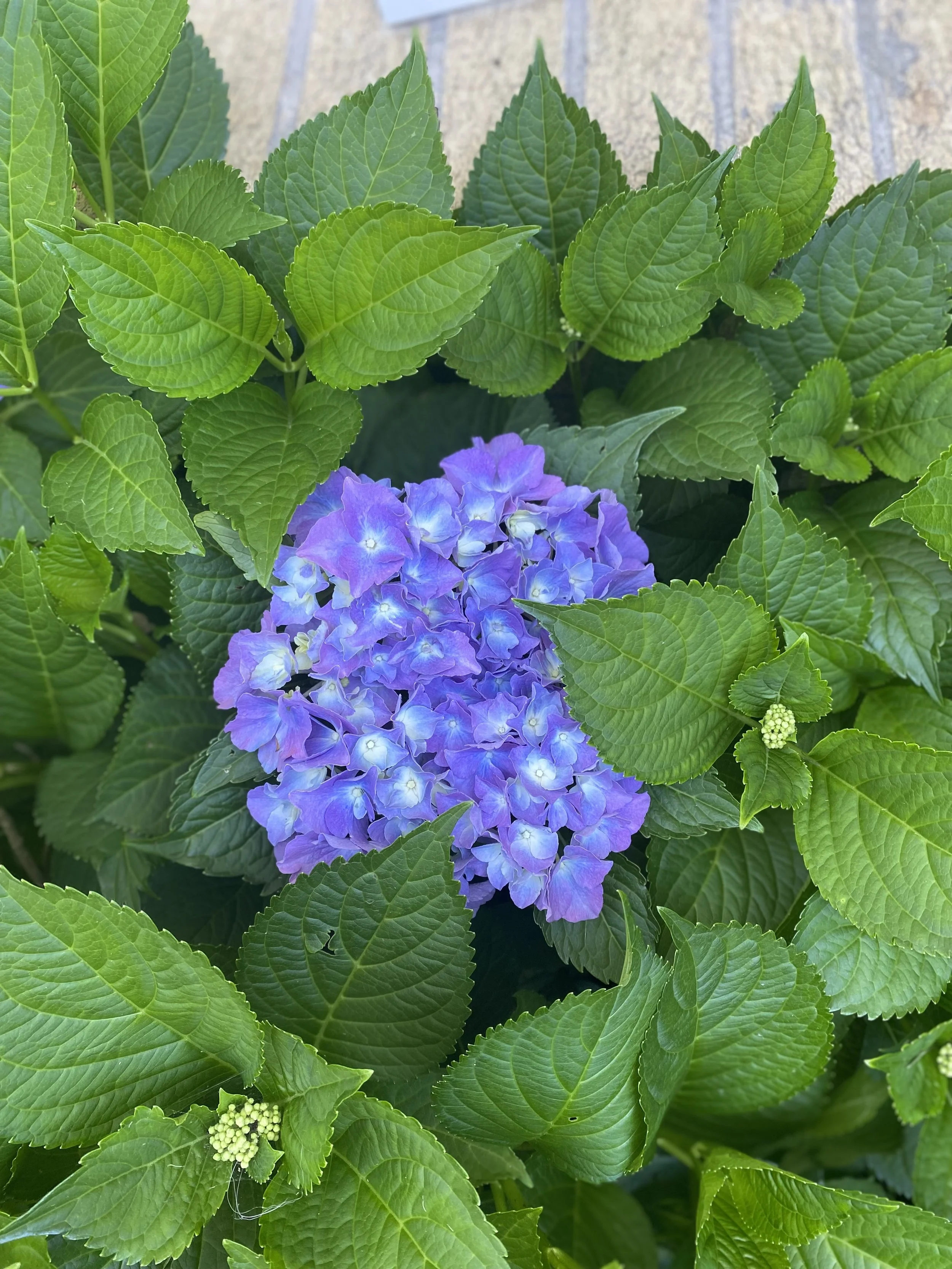 Hydrangea