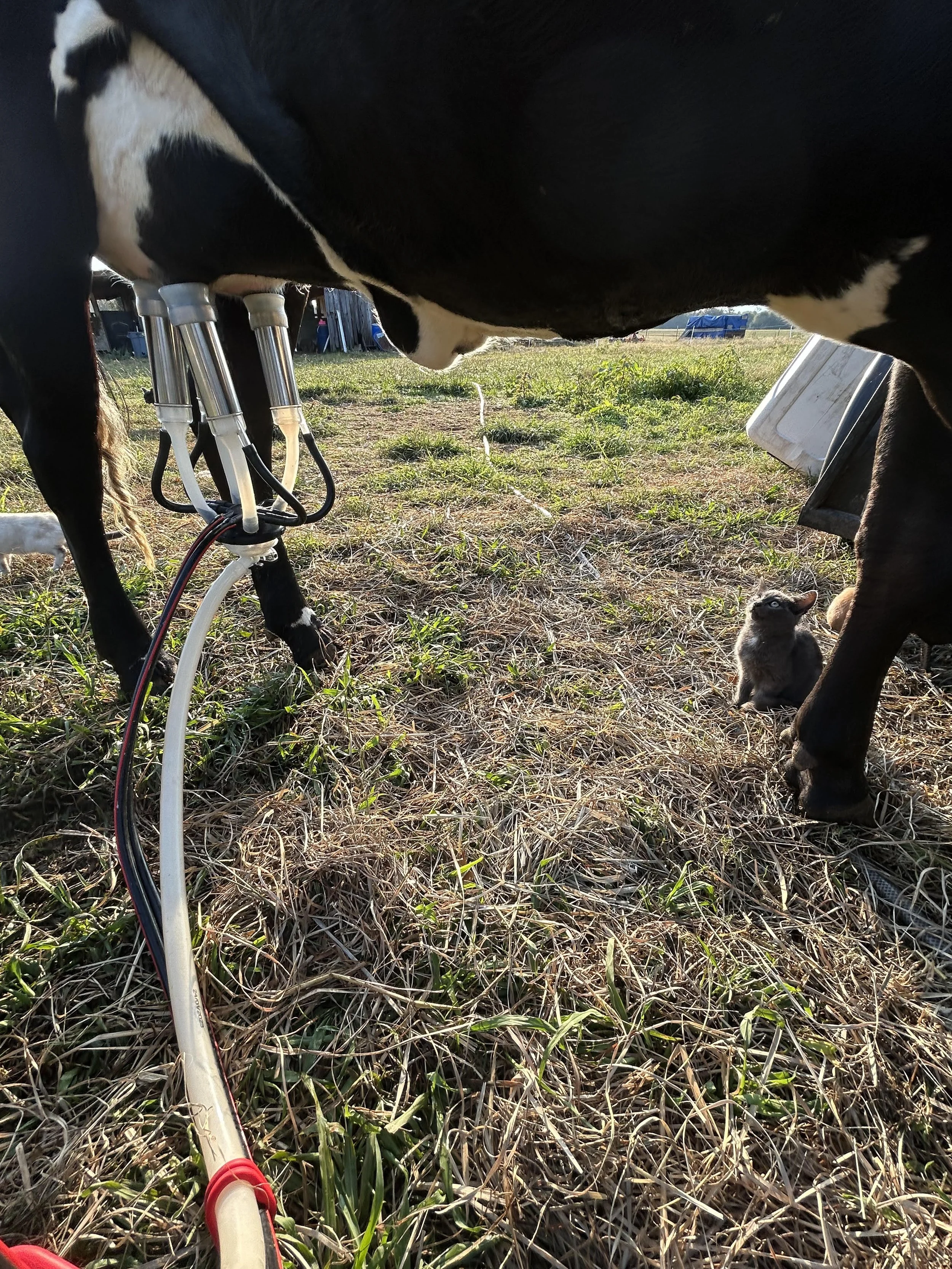The kitten hoping to get a little snack
