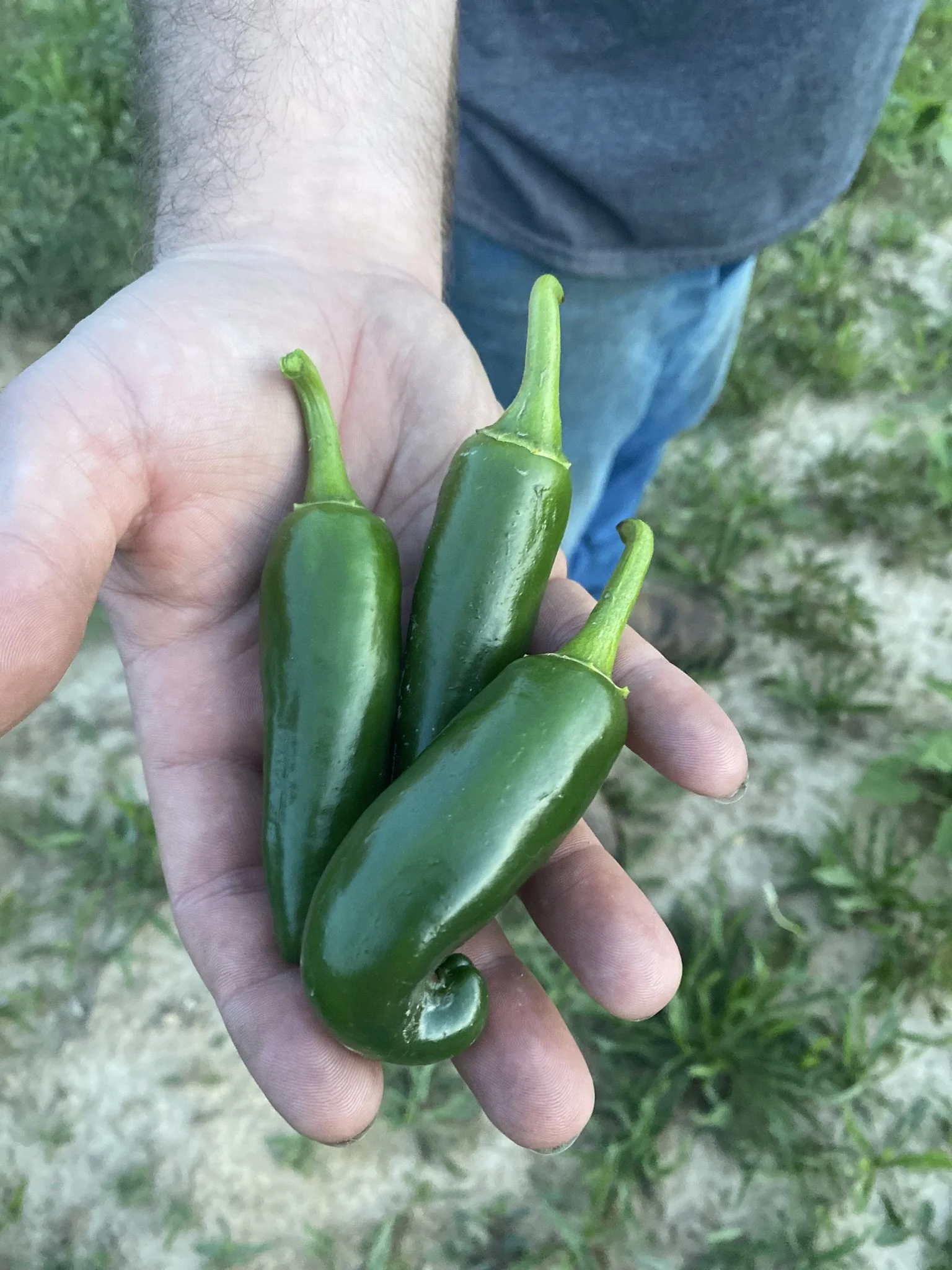 First harvest 2022, jalapenos
