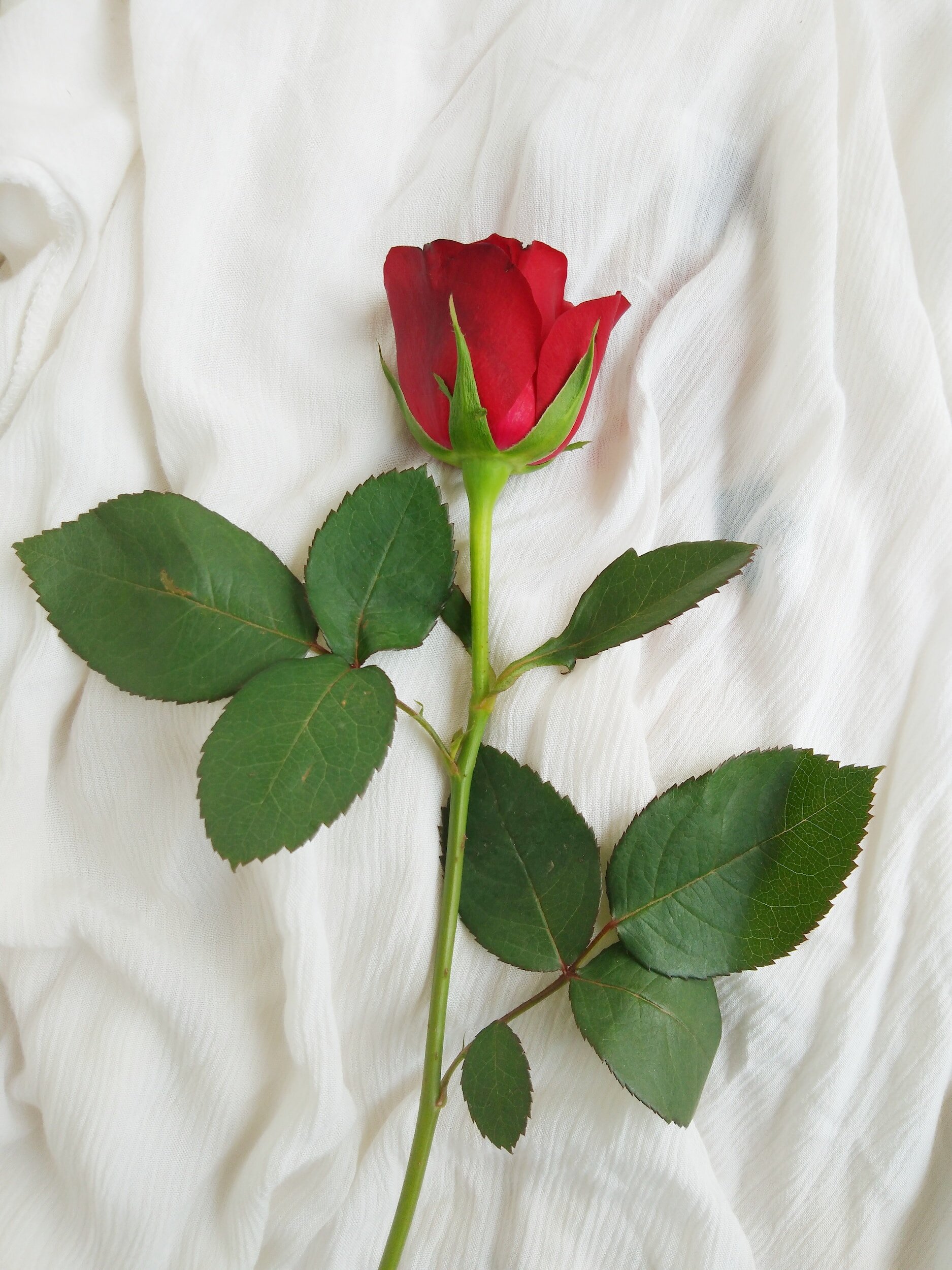 Why is Dating so Hard? The answer May Shock you. Rachel Devine