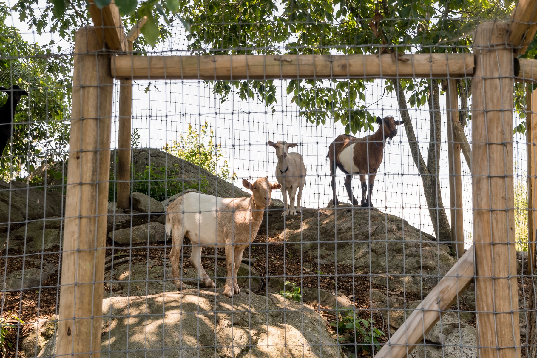 GOAT WALKS