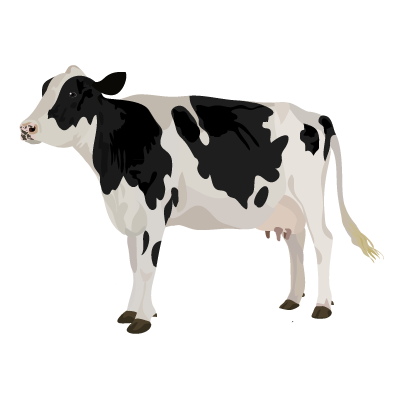 All About Cows! Story/Activity Time!