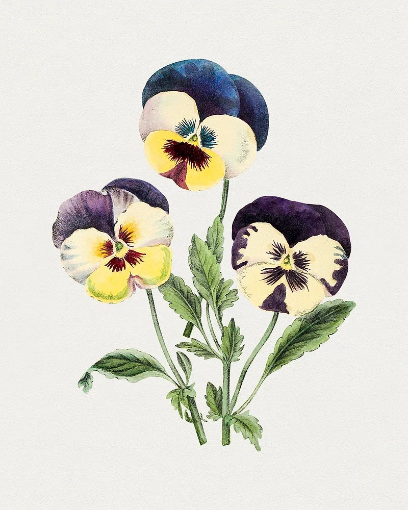 Pressed Botanicals with IEC