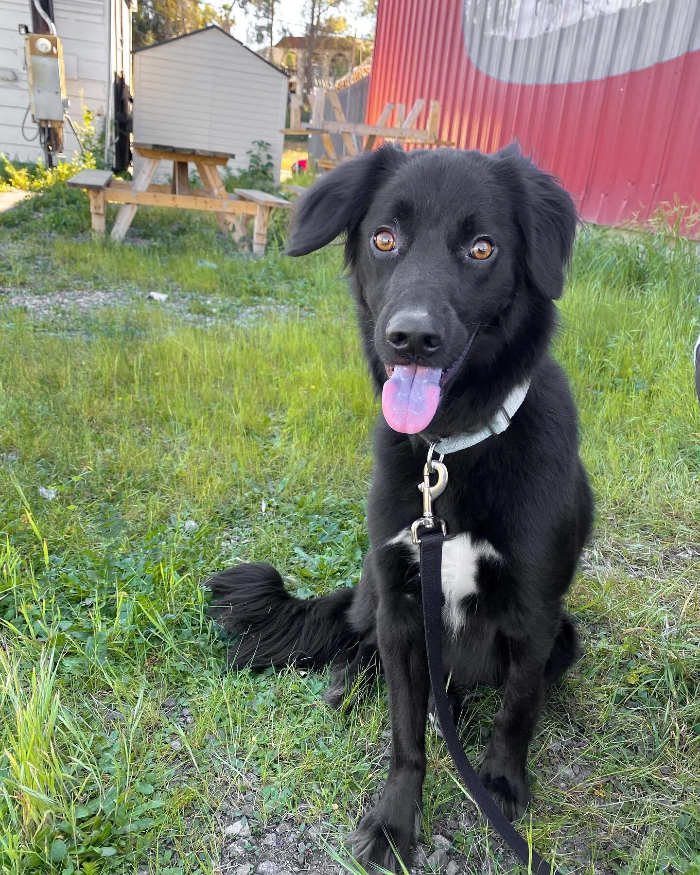 Animals are so incredible at helping us through our healing journeys because they&rsquo;re a prime example of what it means to love unconditionally 🤍 they bring so much joy to our stories and they make even the darkest of chapters a little brighter.