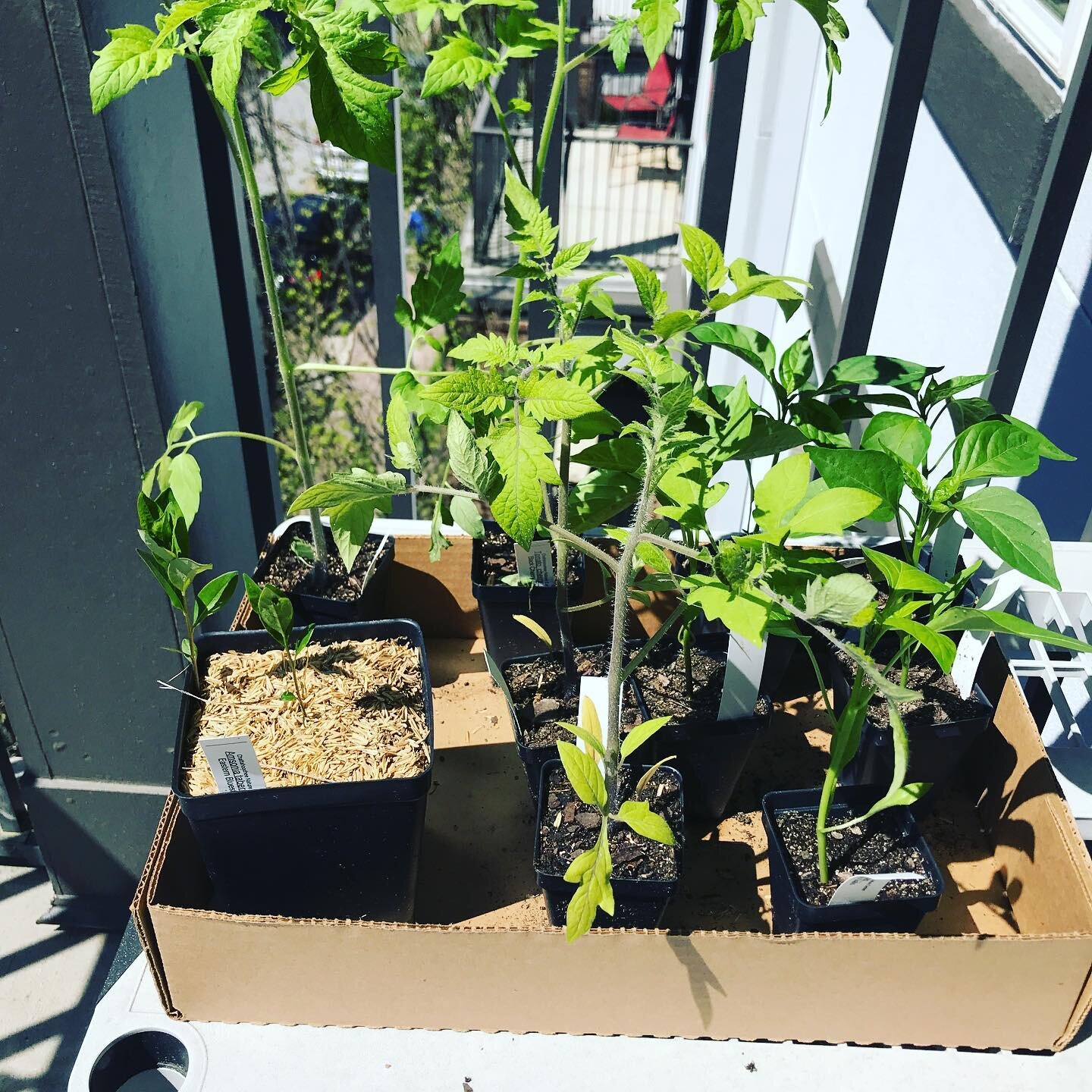 So thankful for @chattahoocheenaturecenter for their online sale so I could still have my spring garden. I can&rsquo;t wait for these peppers and tomatoes! 🍅🌶A little green to brighten my day. Love supporting a local business 🌱
.
.
#iteachspeciale