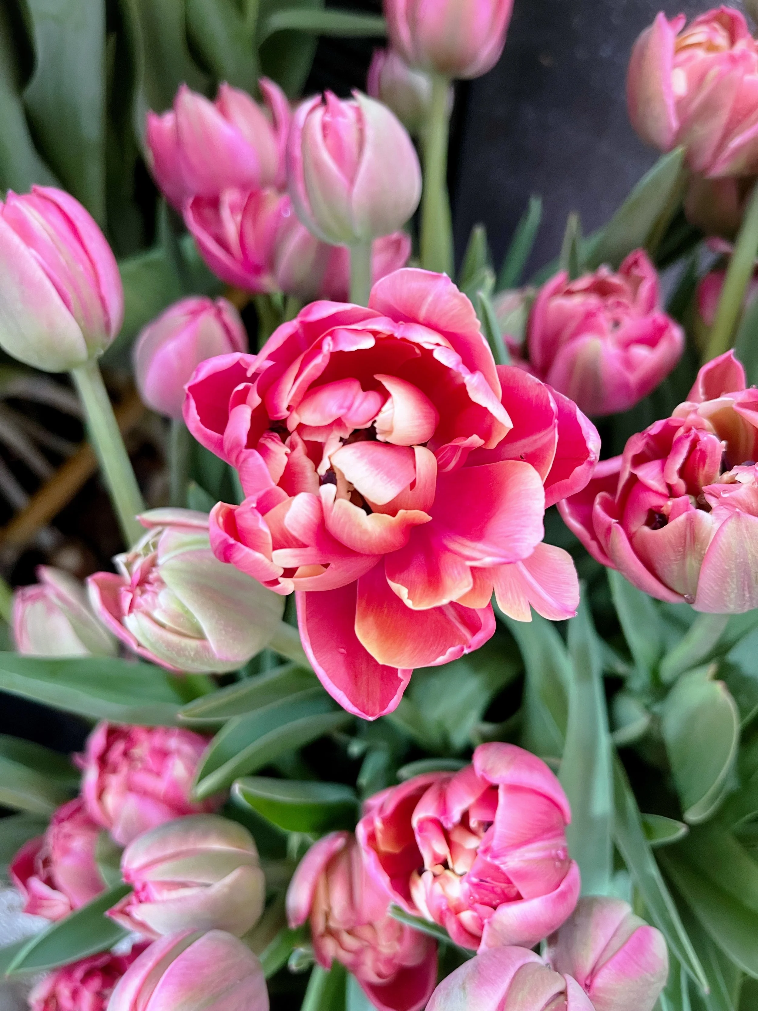 Tulips 3.jpg
