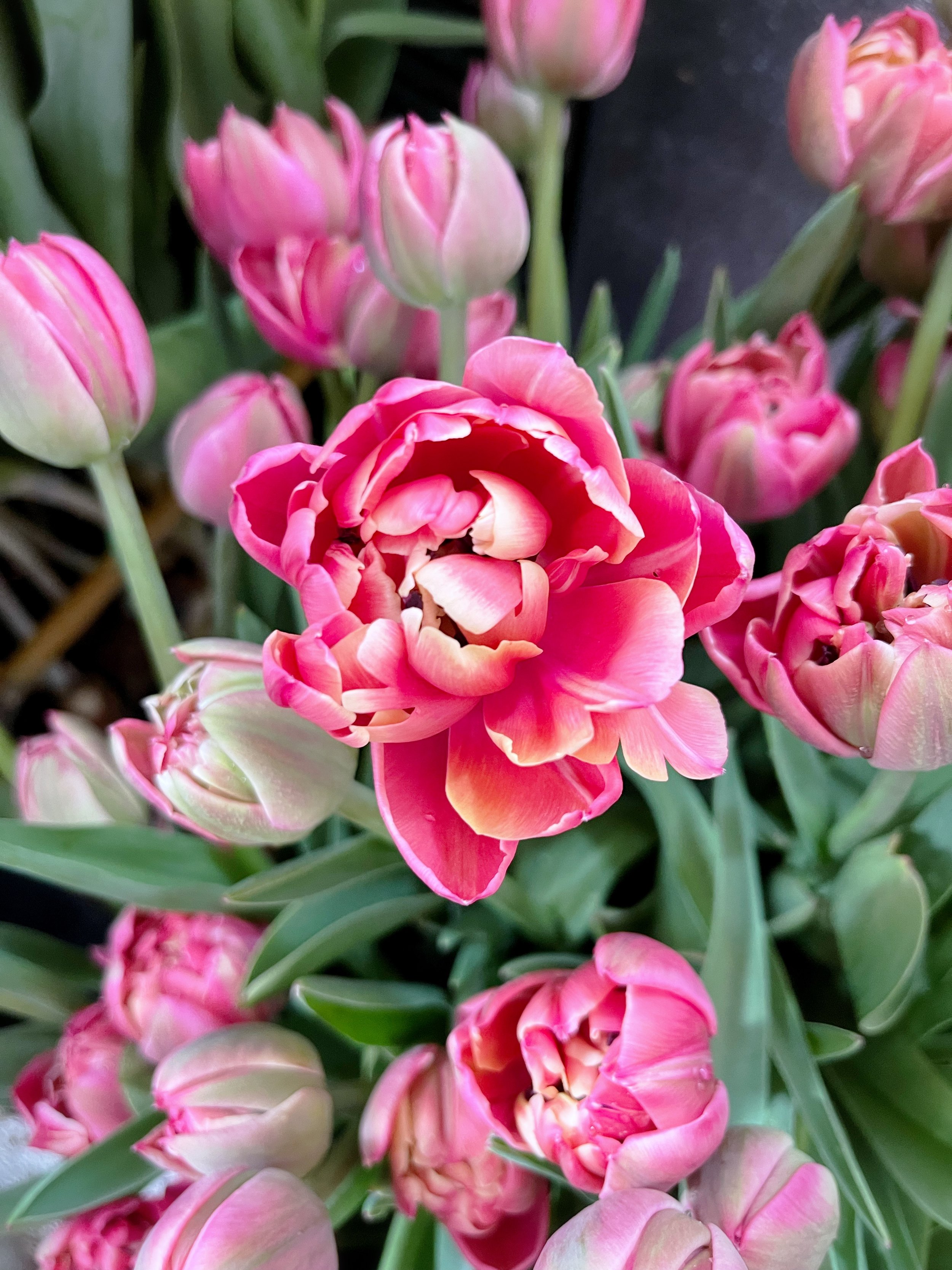 Tulips 3.jpg