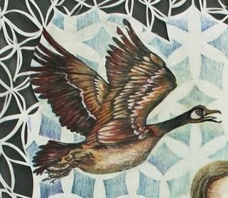 CLASS: Feathered Forms: A Bird&nbsp;Sketching Workshop with Local Artist Jennifer York
