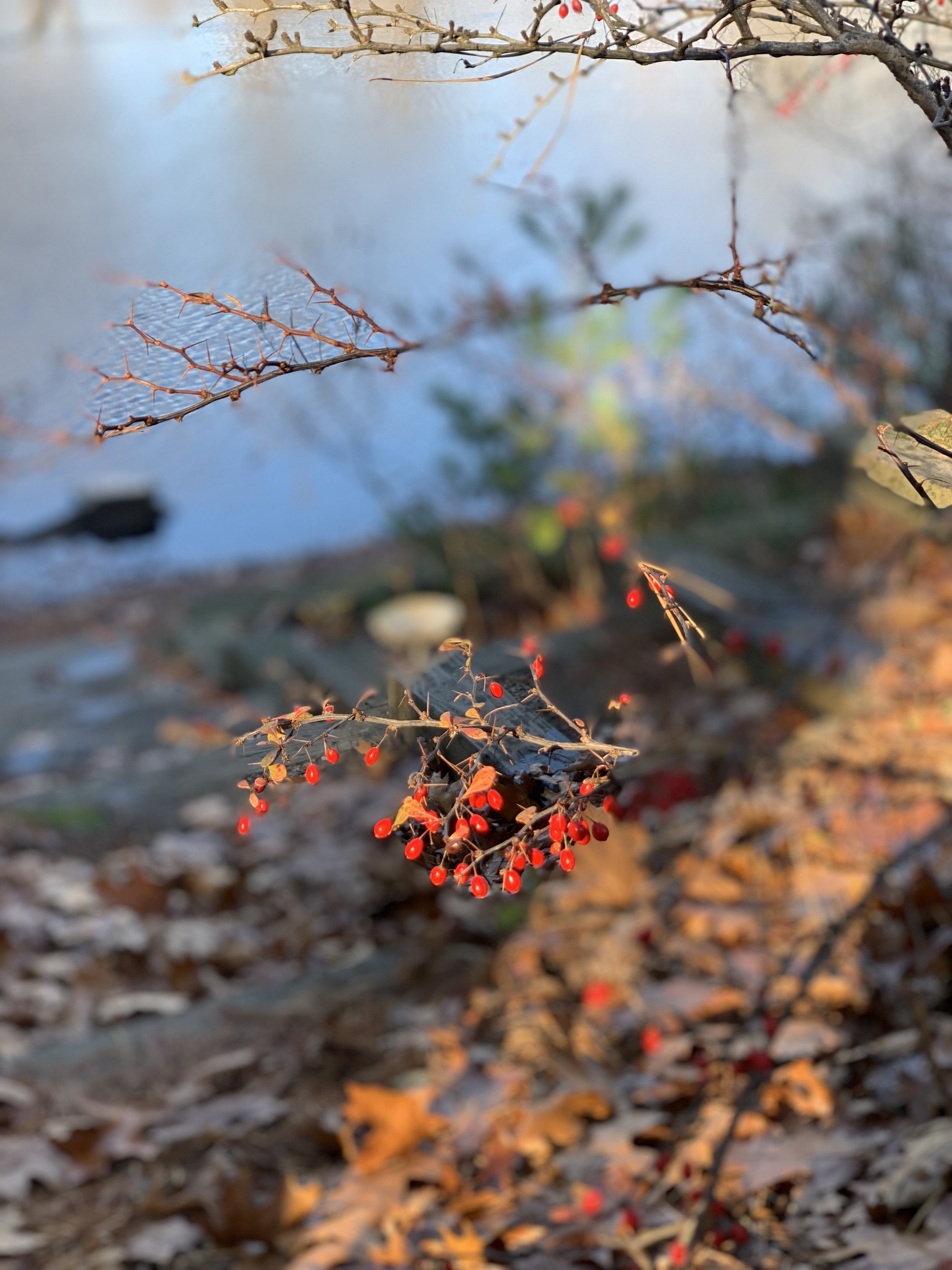 nature red berries.jpg