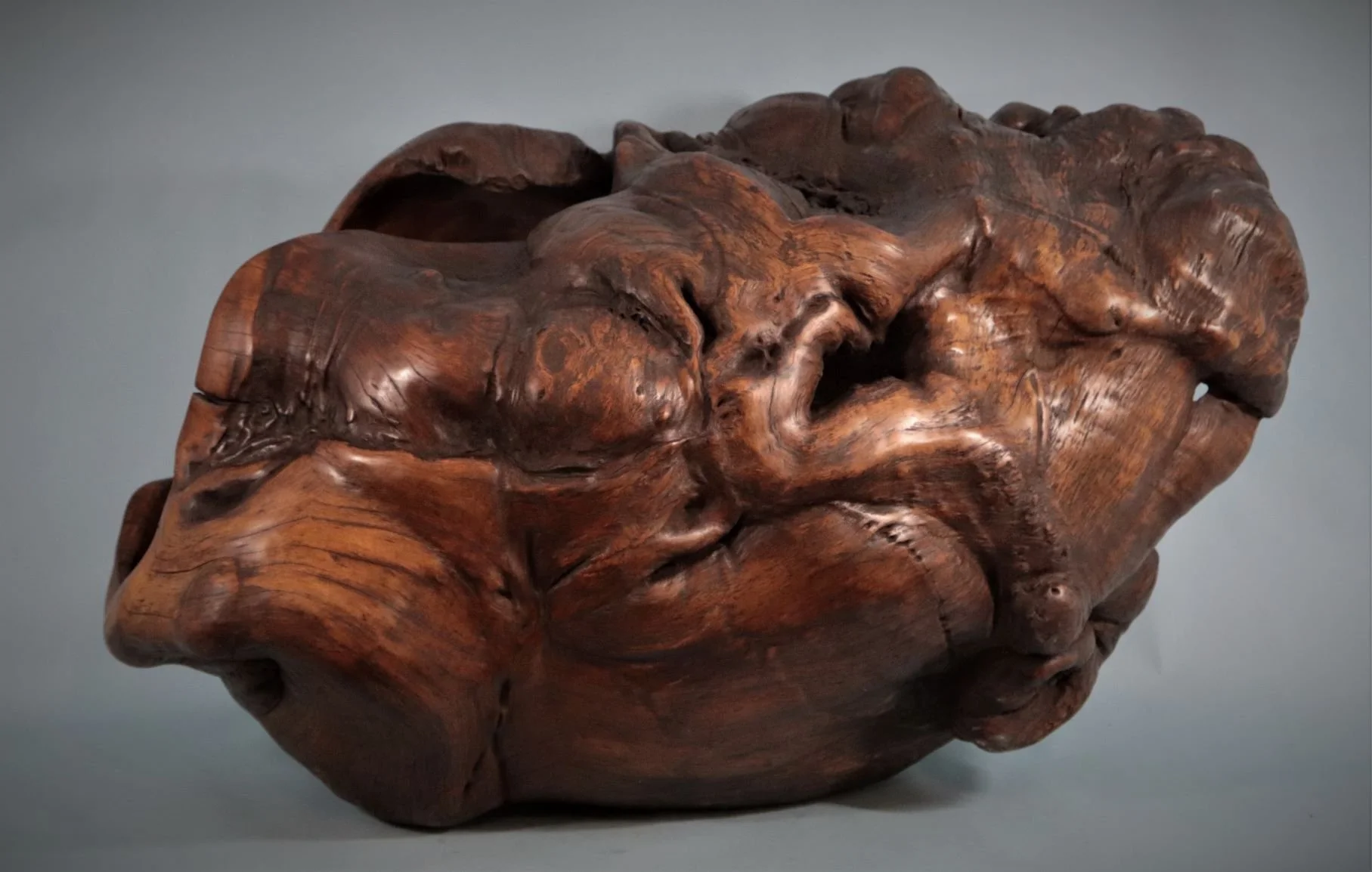 Huge Puriri burr "Pudendum " 