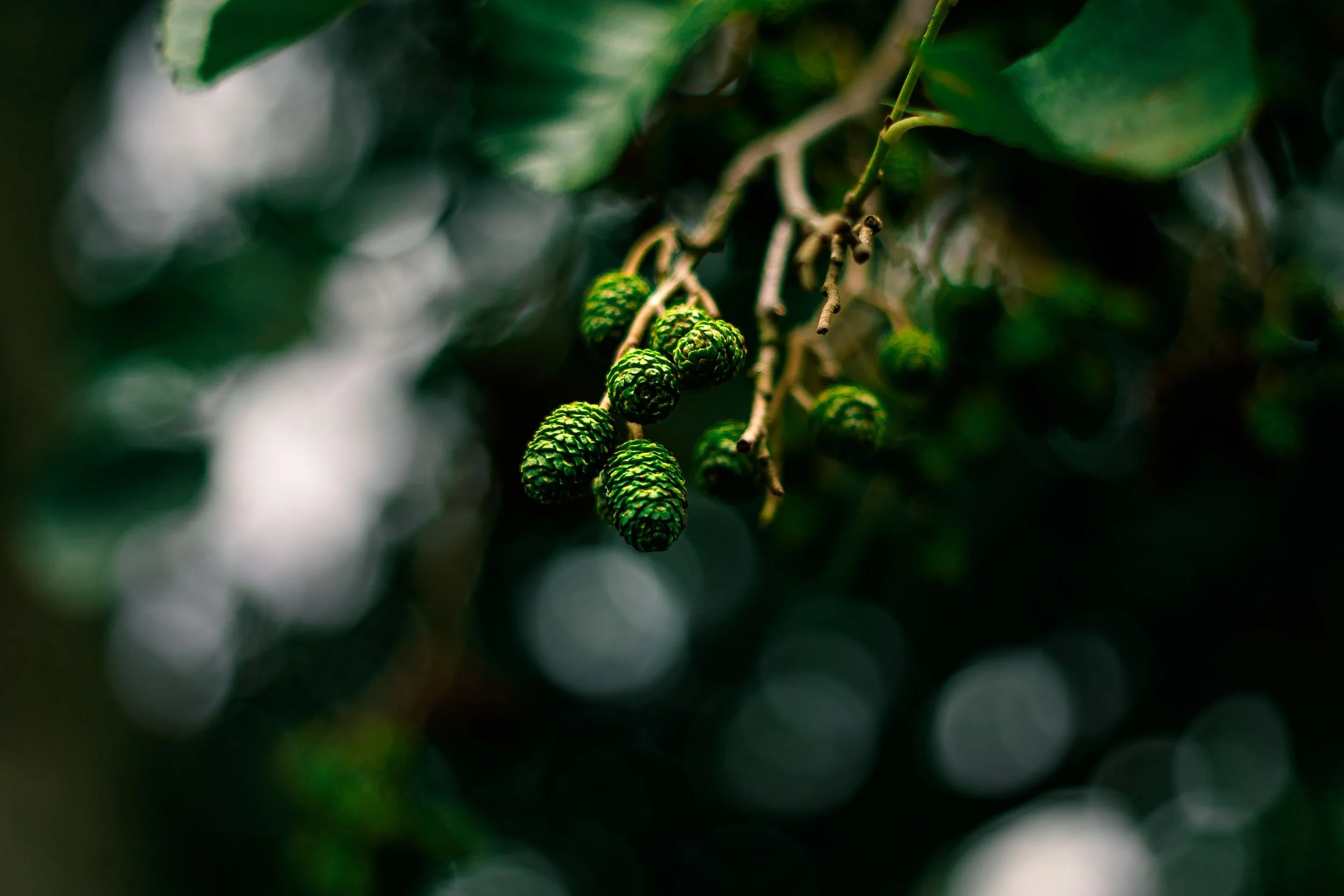 Kauri Seeds 