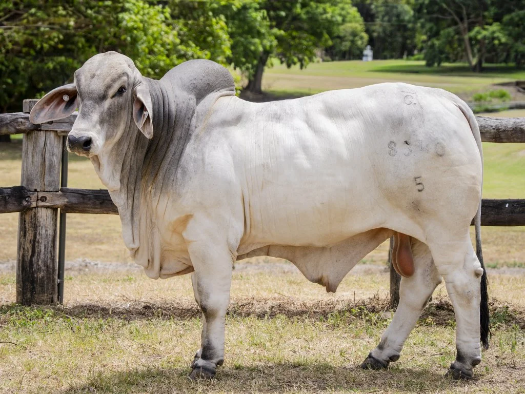 Lot 28 - Cambil Sutton 8340 (IVF) (PS)