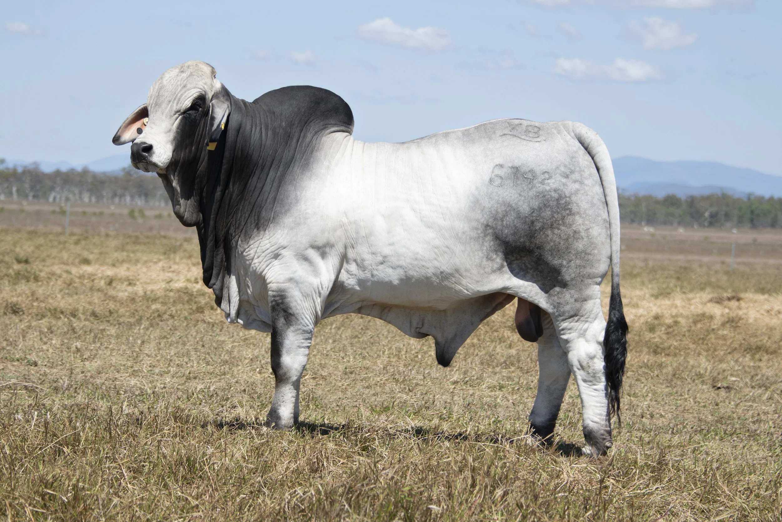 LOT 38 - Vella Lawson 6742 (H)