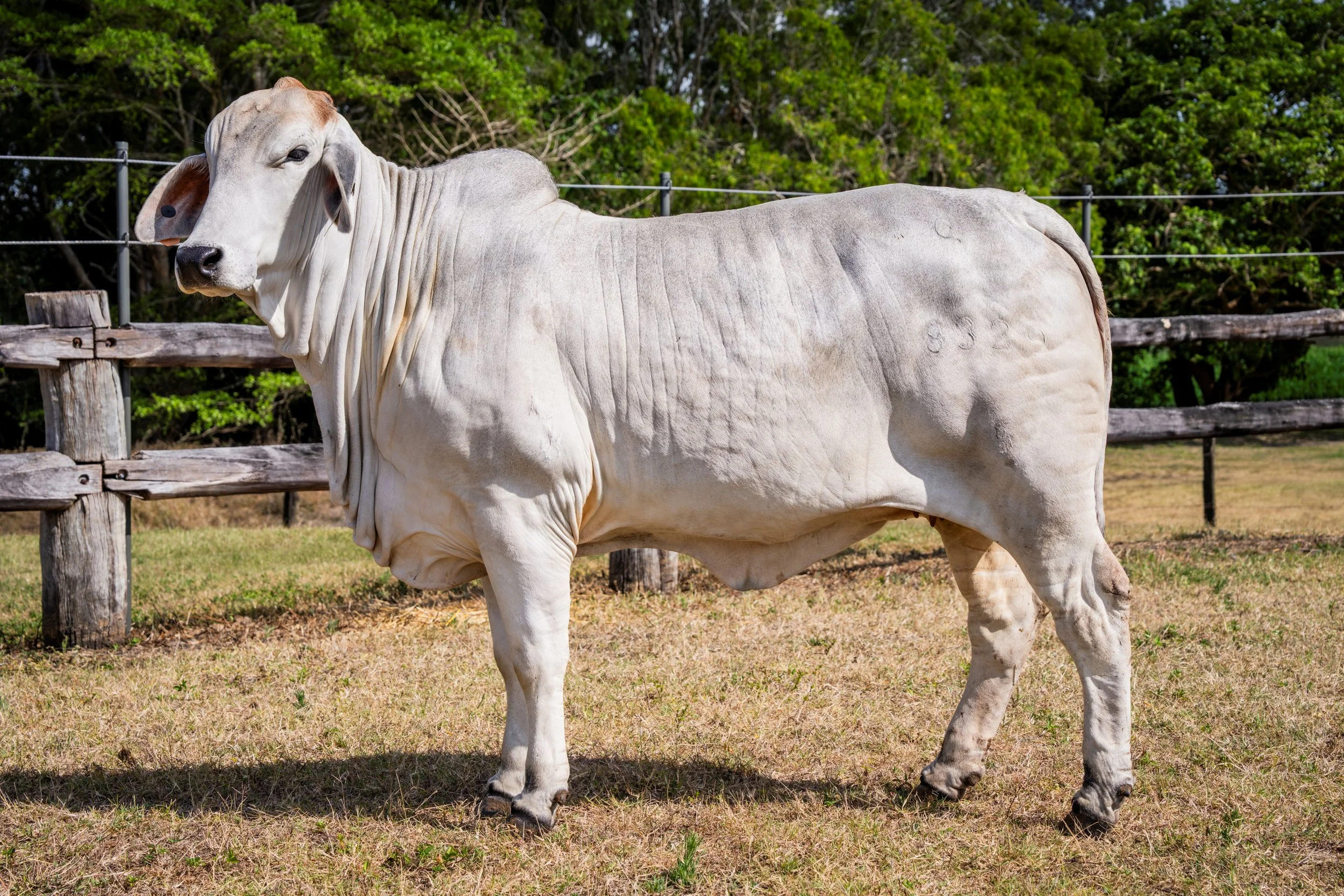 Lot 6 - Cambil Jessie 8329 (IVF) (PS)