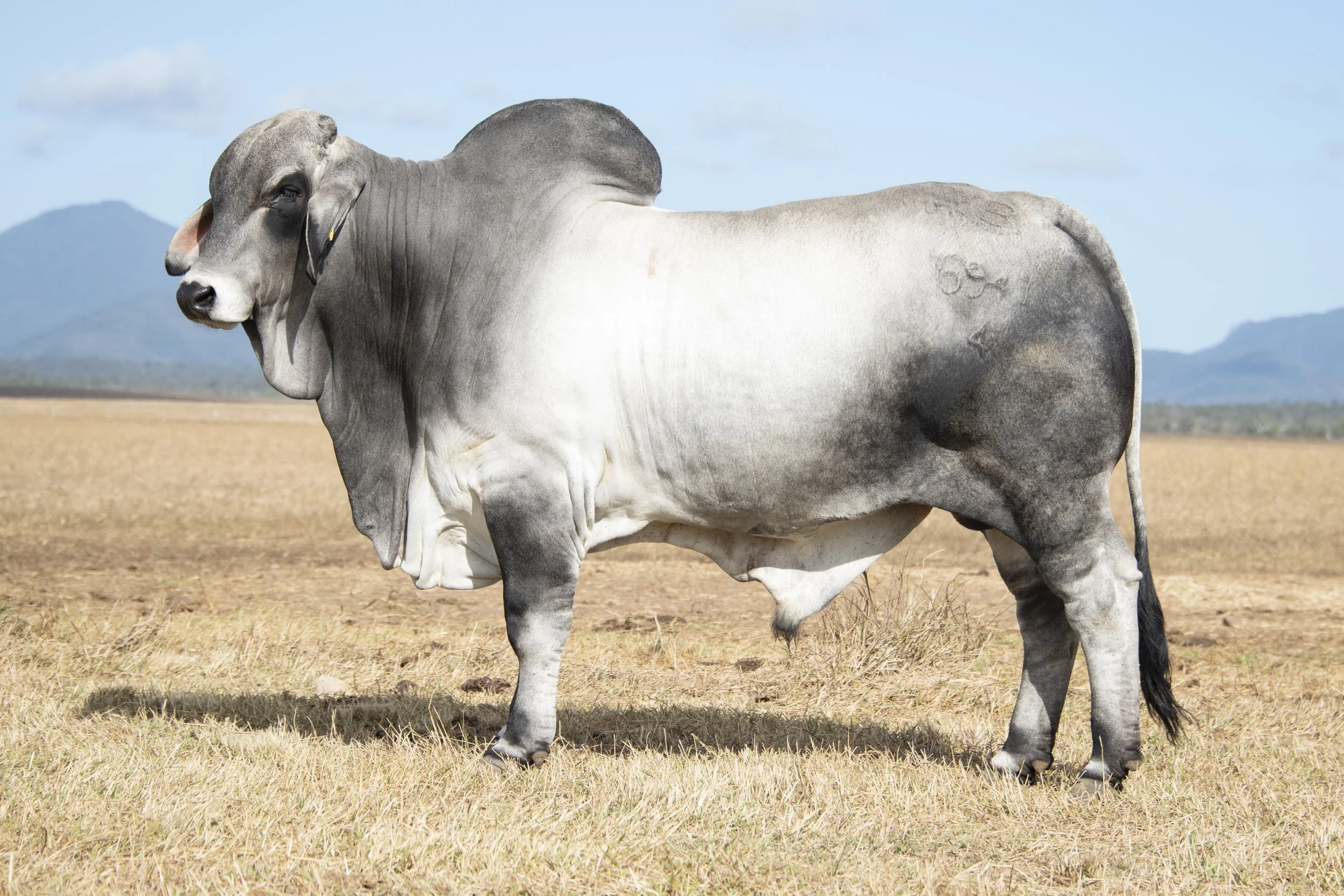 Lot 9 - Vella Benson 6941 (IVF) (H)