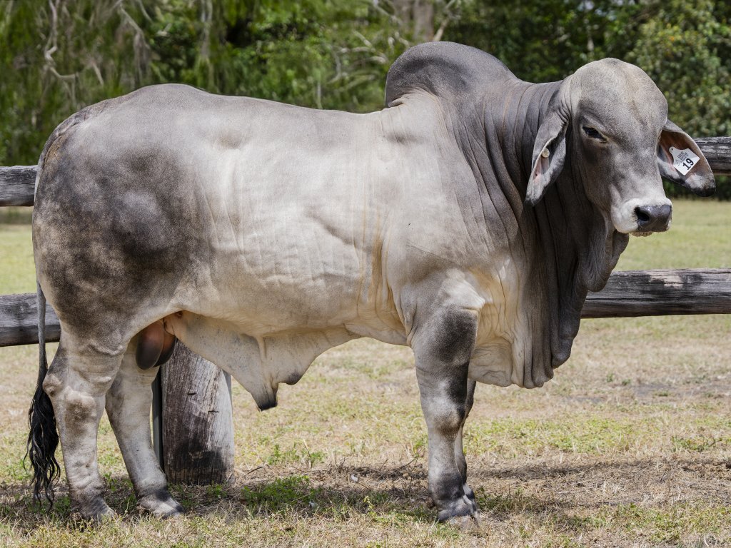 Lot 19 - Cambil Duhig 8250 (IVF) (PP)