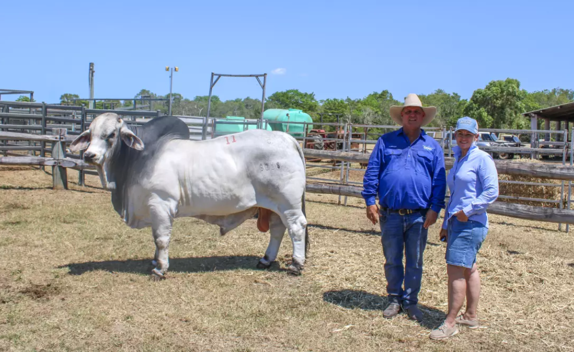Strong growth continues at Great Northern Sale