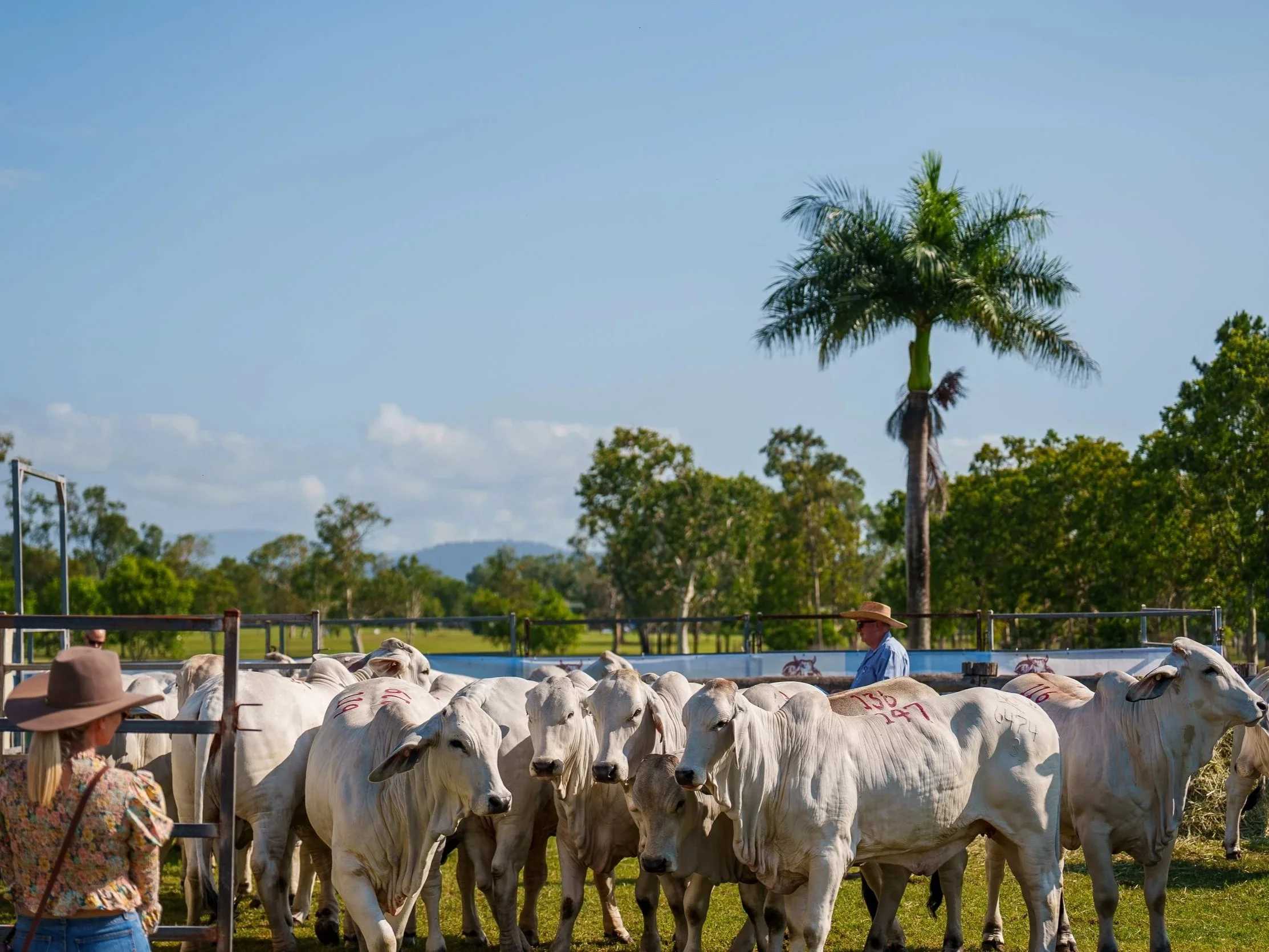 Brahmans by the Beach: The Great Northern Brahman Sale Story