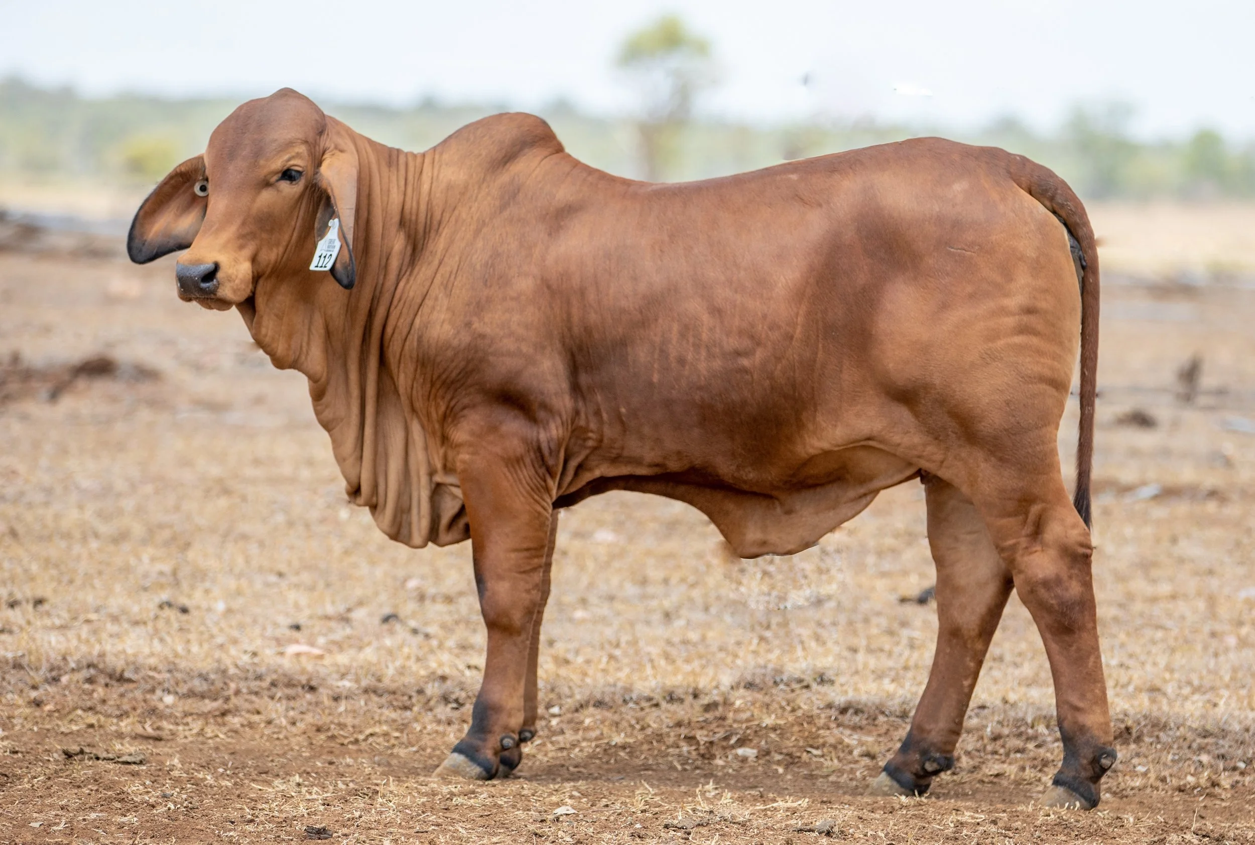 LOT 112 - Ooline Miss Seattle 2628 (PS)