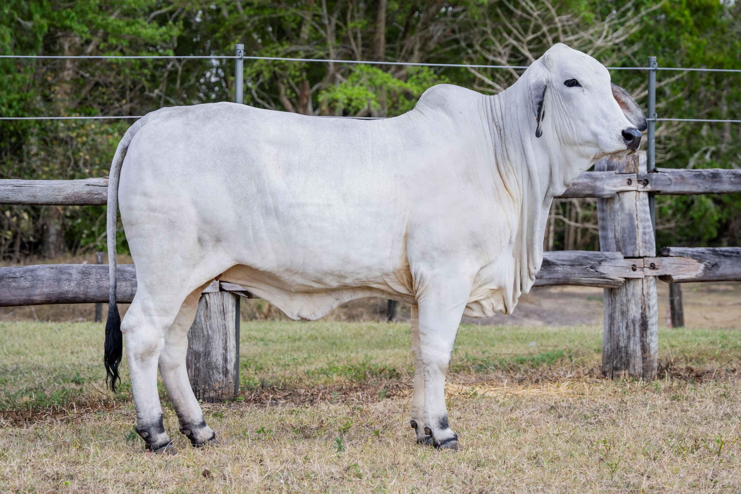 Lot 8 - Cambil Jessie 8311 (IVF) (PS)