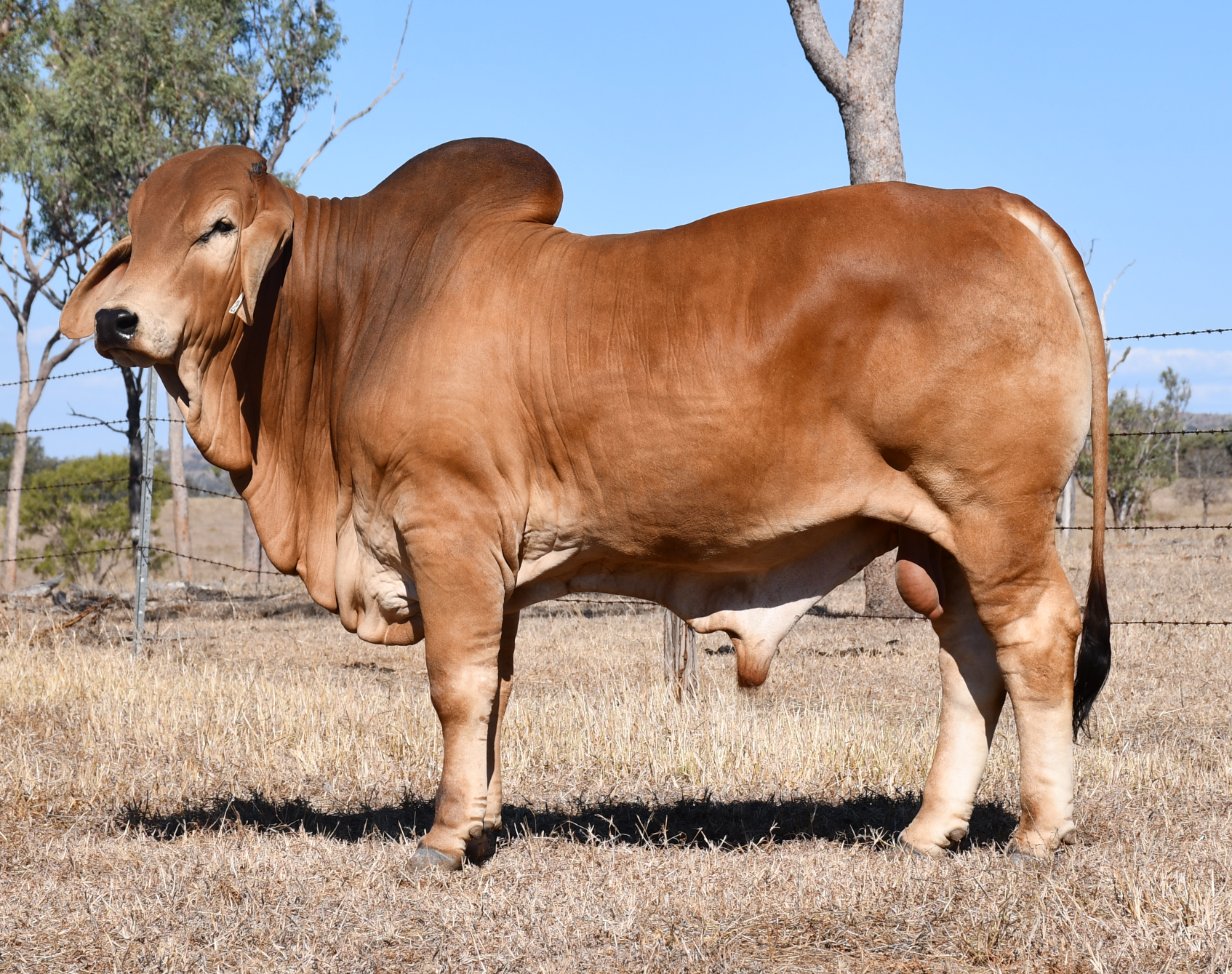Lot 48 - Ooline Waylon 2569 (H)