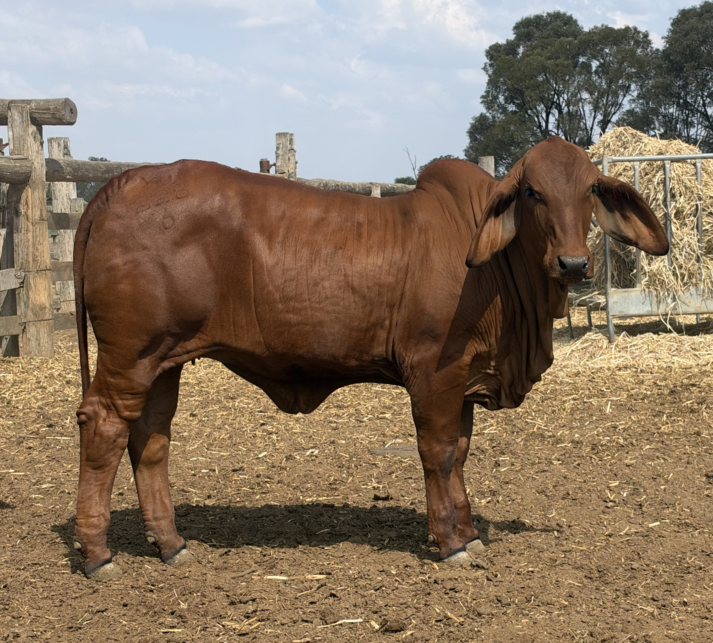 Lot 14 - Kent Beef Electra 228 (IVF) (PP)