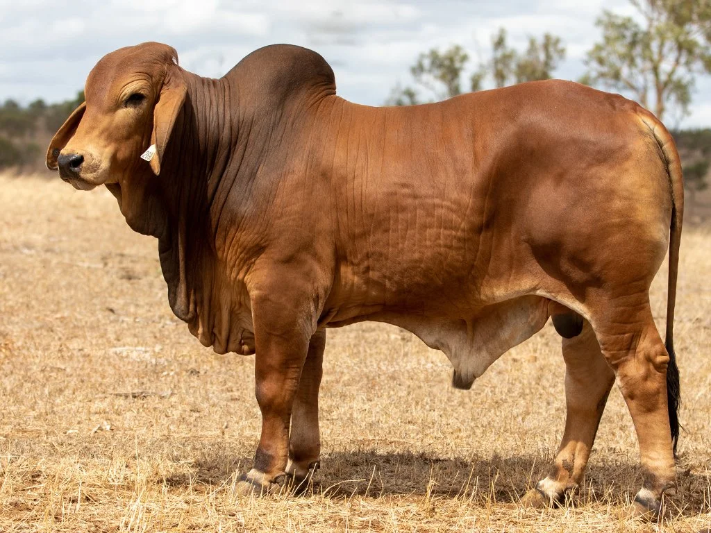 Lot 68 - Ooline Mason 2690 (H)