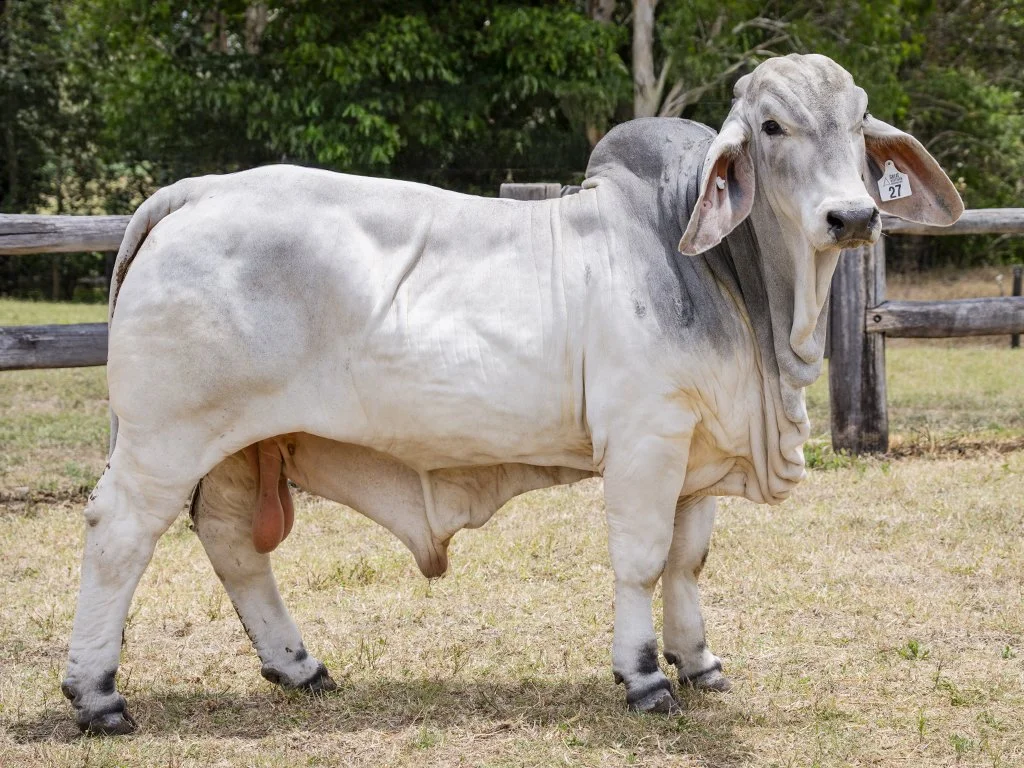 Lot 27 - Cambil Brooks 8333 (IVF) (PS)