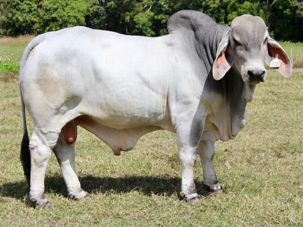 Lot 26 - Cambil Oakley 8293 (IVF) (PS)