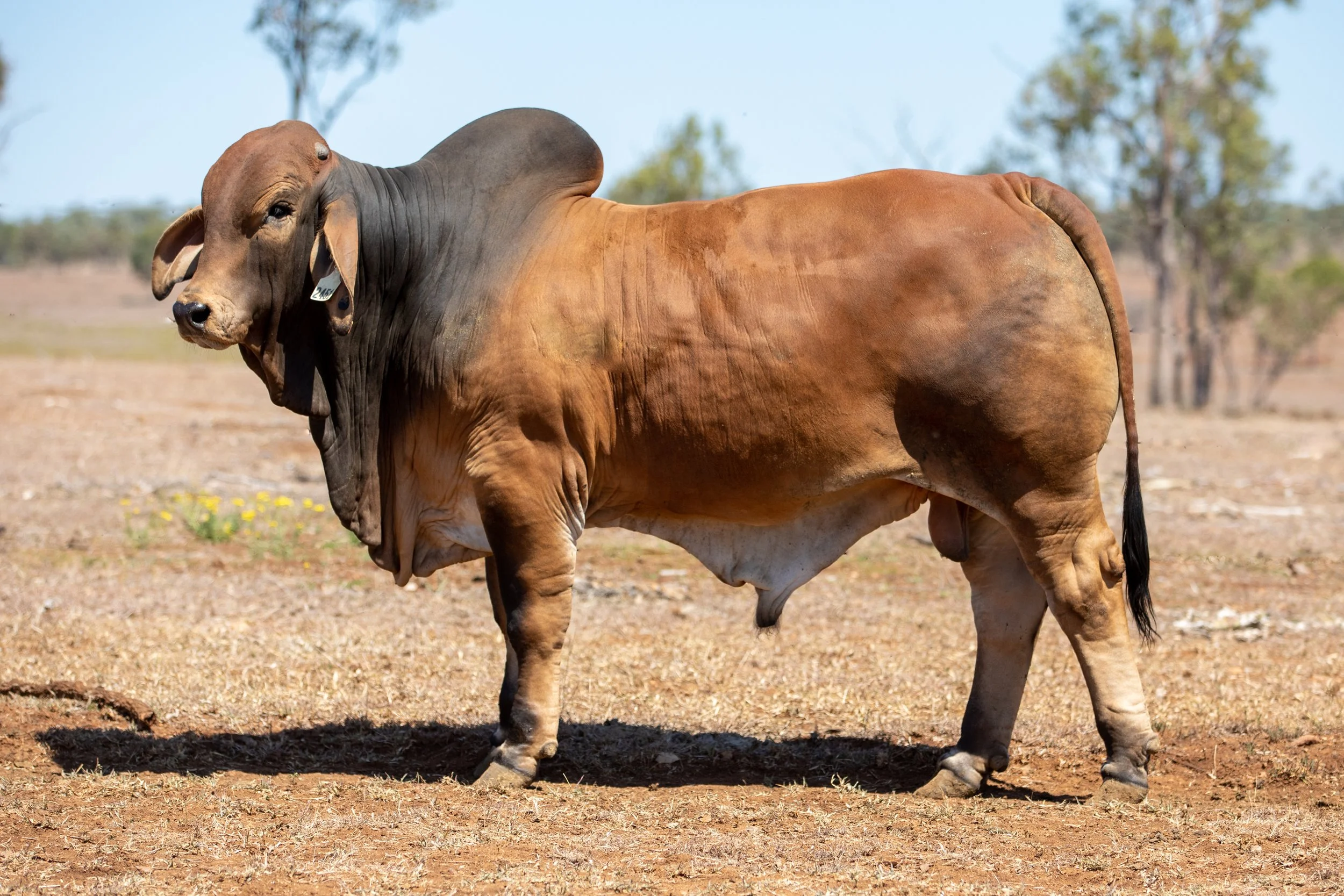 LOT 56 - Ooline Trigger 2451 (PS)