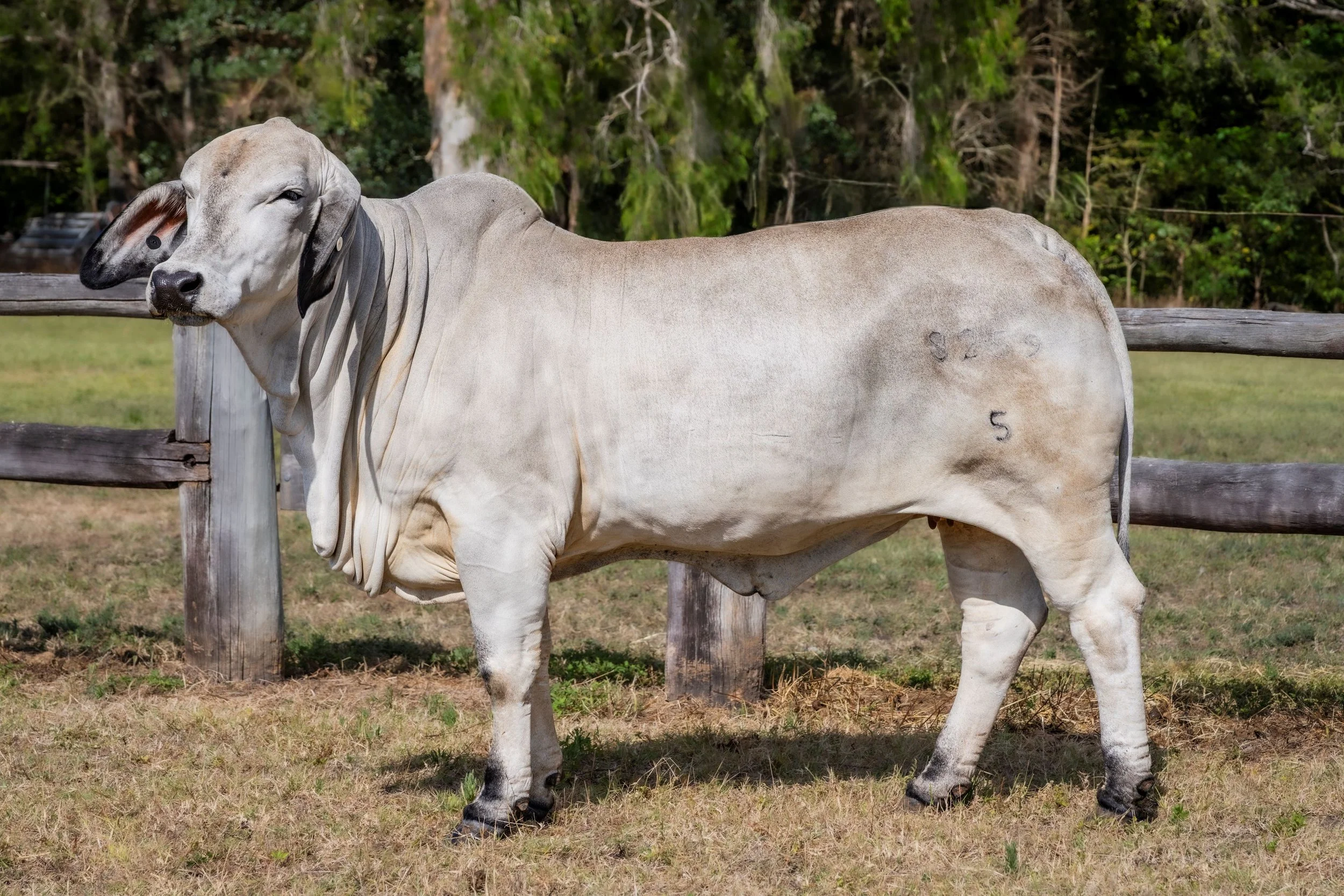 Lot 5 - Cambil Jewel 8259 (IVF) (PP)