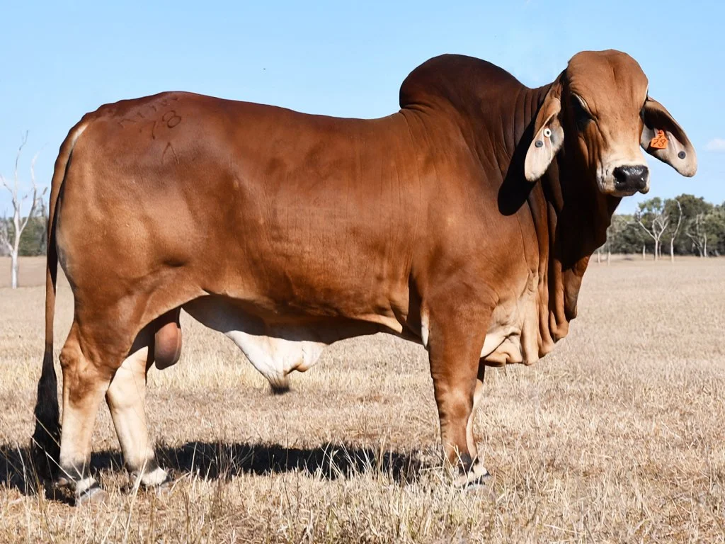 Lot 42 - Ooline I 78 (H)