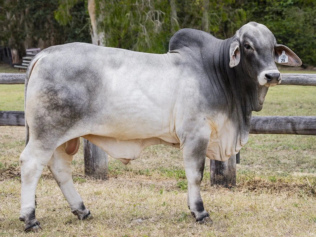 Lot 25 - Cambil Fergus 8316 (IVF) (PS)