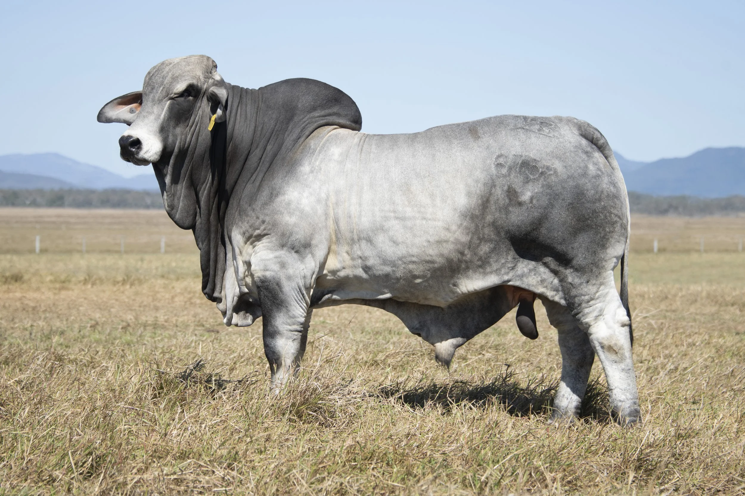 LOT 37 - Vella Reuben 6750 (H)