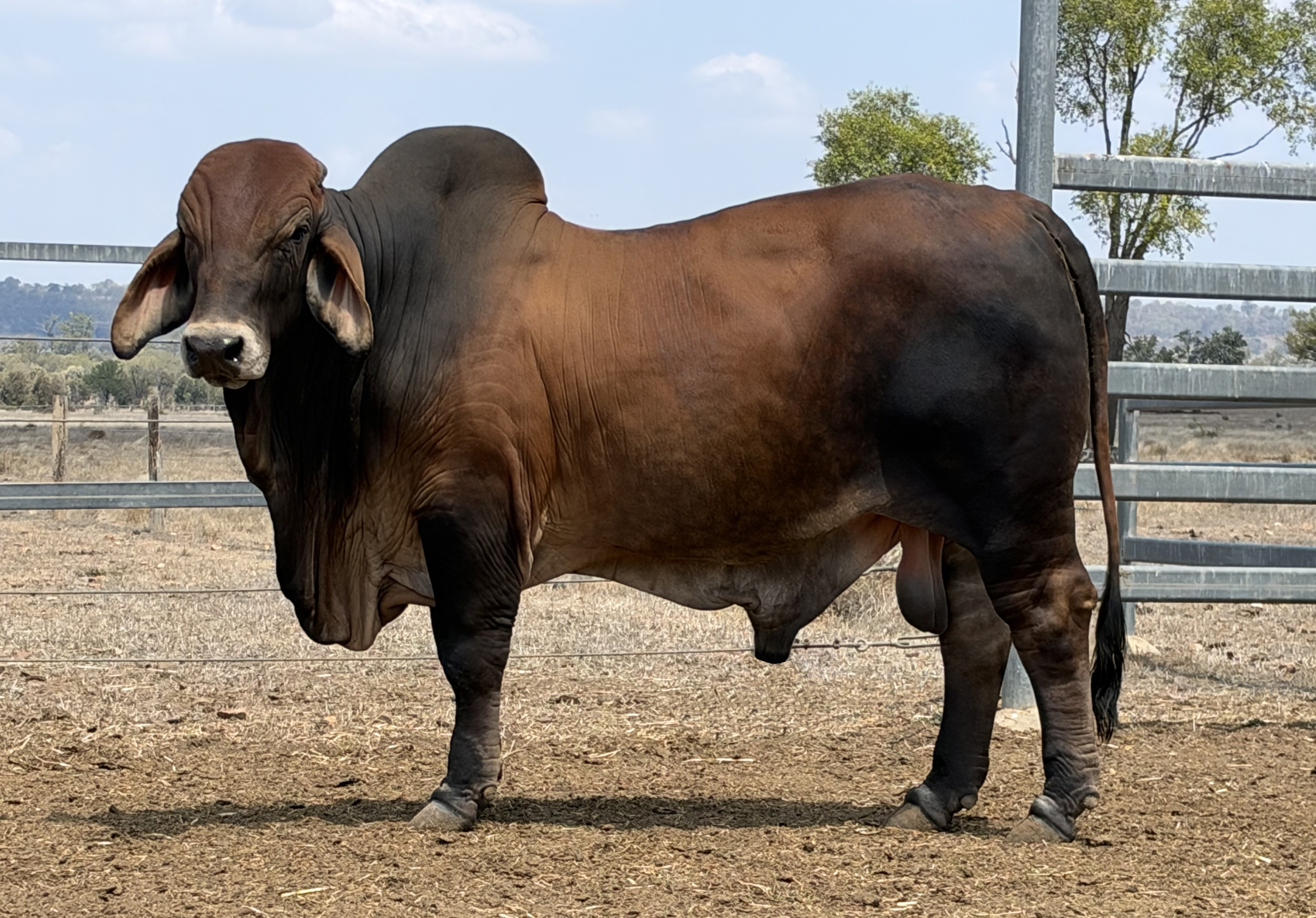 Lot 63 - Kent Beef 198 (H)