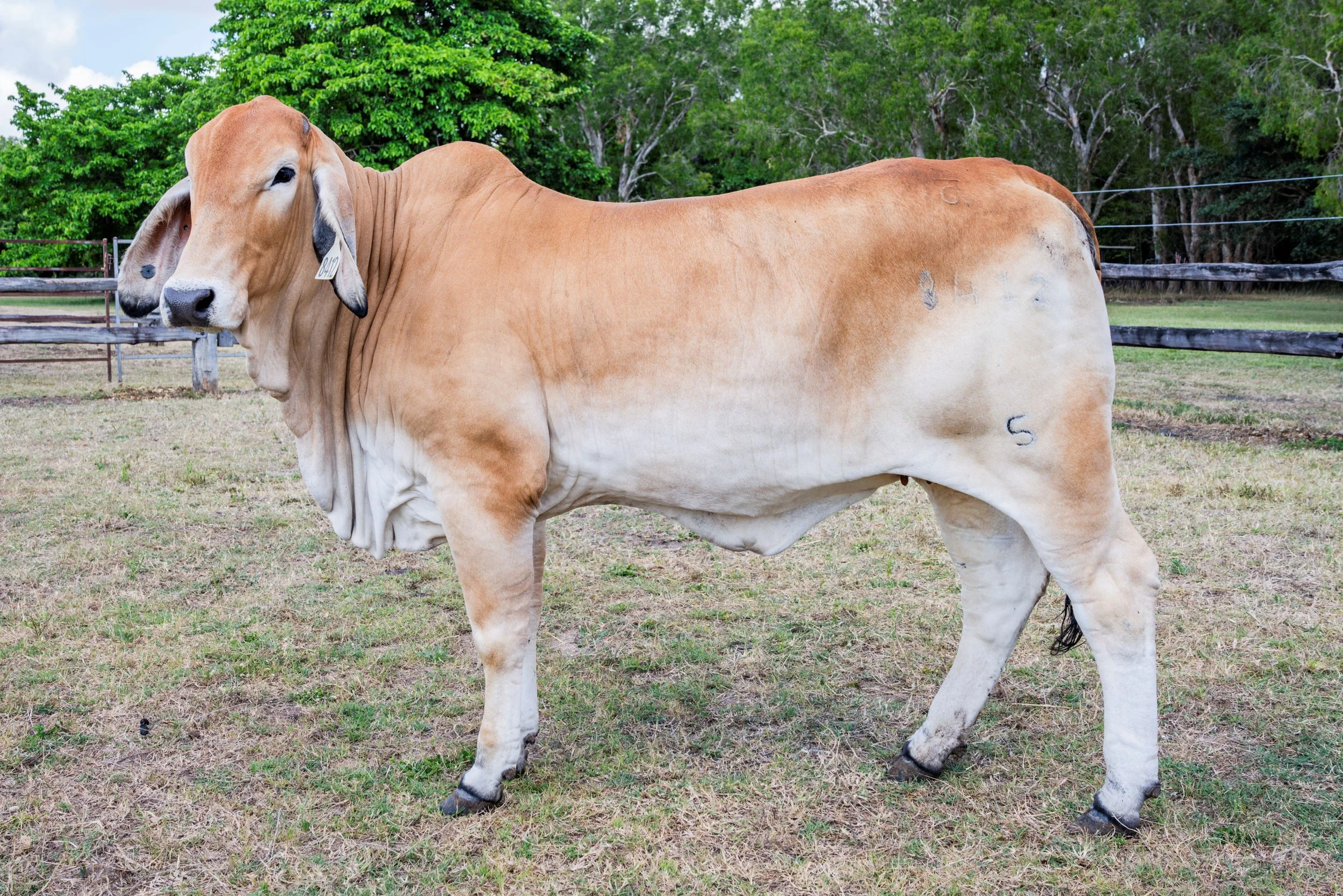 Lot 9 - Cambil Jewel Manso 8412 (IVF) (PS)