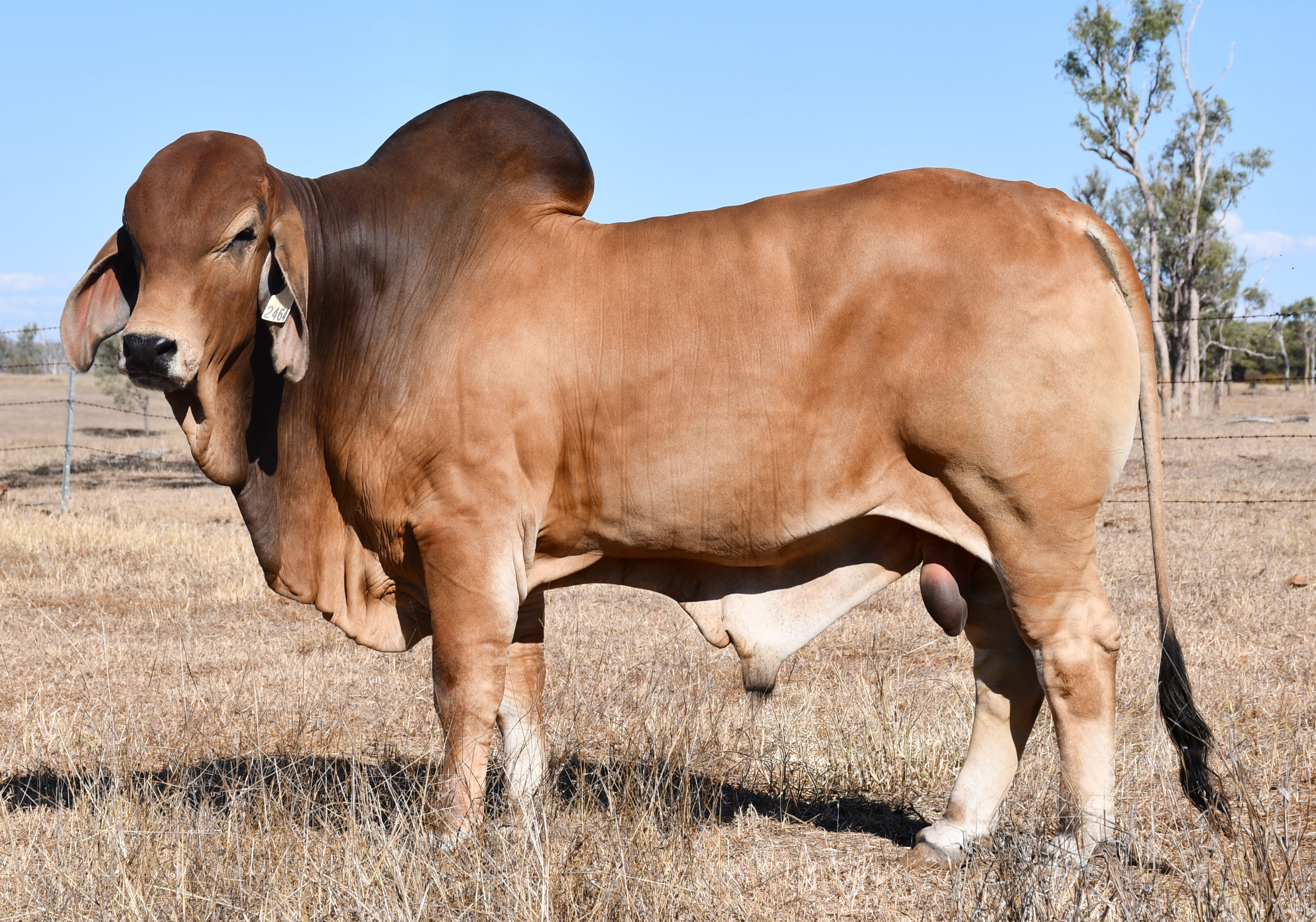Lot 41 - Ooline I Malcolm 2464 (H)