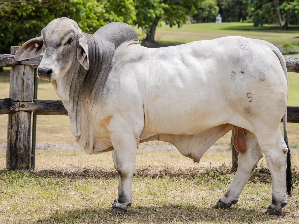 Lot 23 - Cambil Archer 8270 (IVF) (PS)
