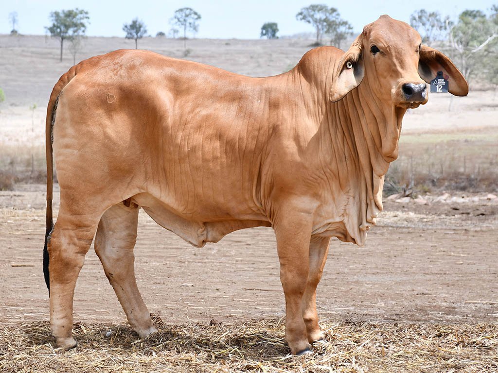 Lot 12 - Oolina Vanna 2747 (PS)