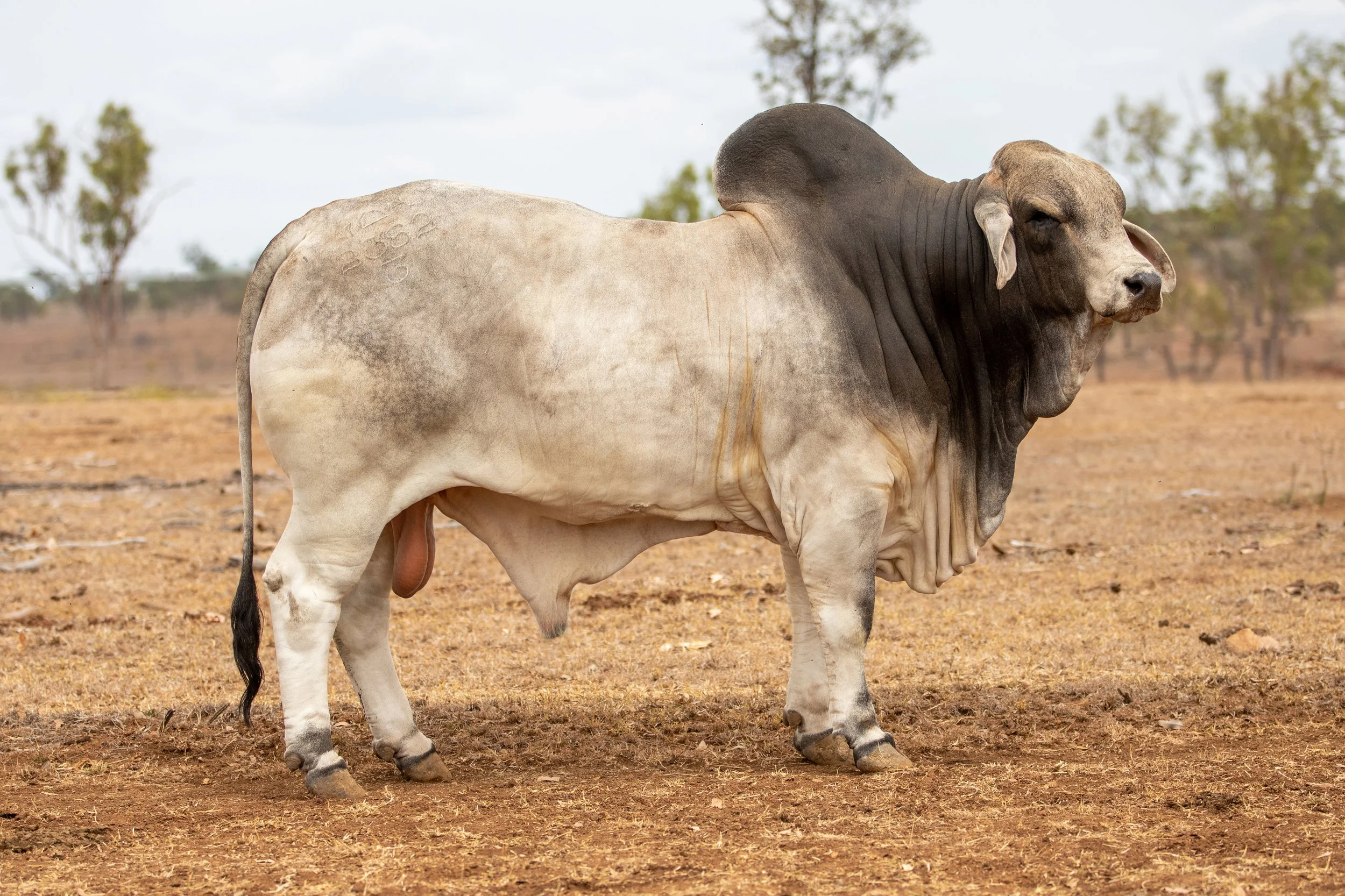 LOT 31 - Ooline Valentino 2382 (H)