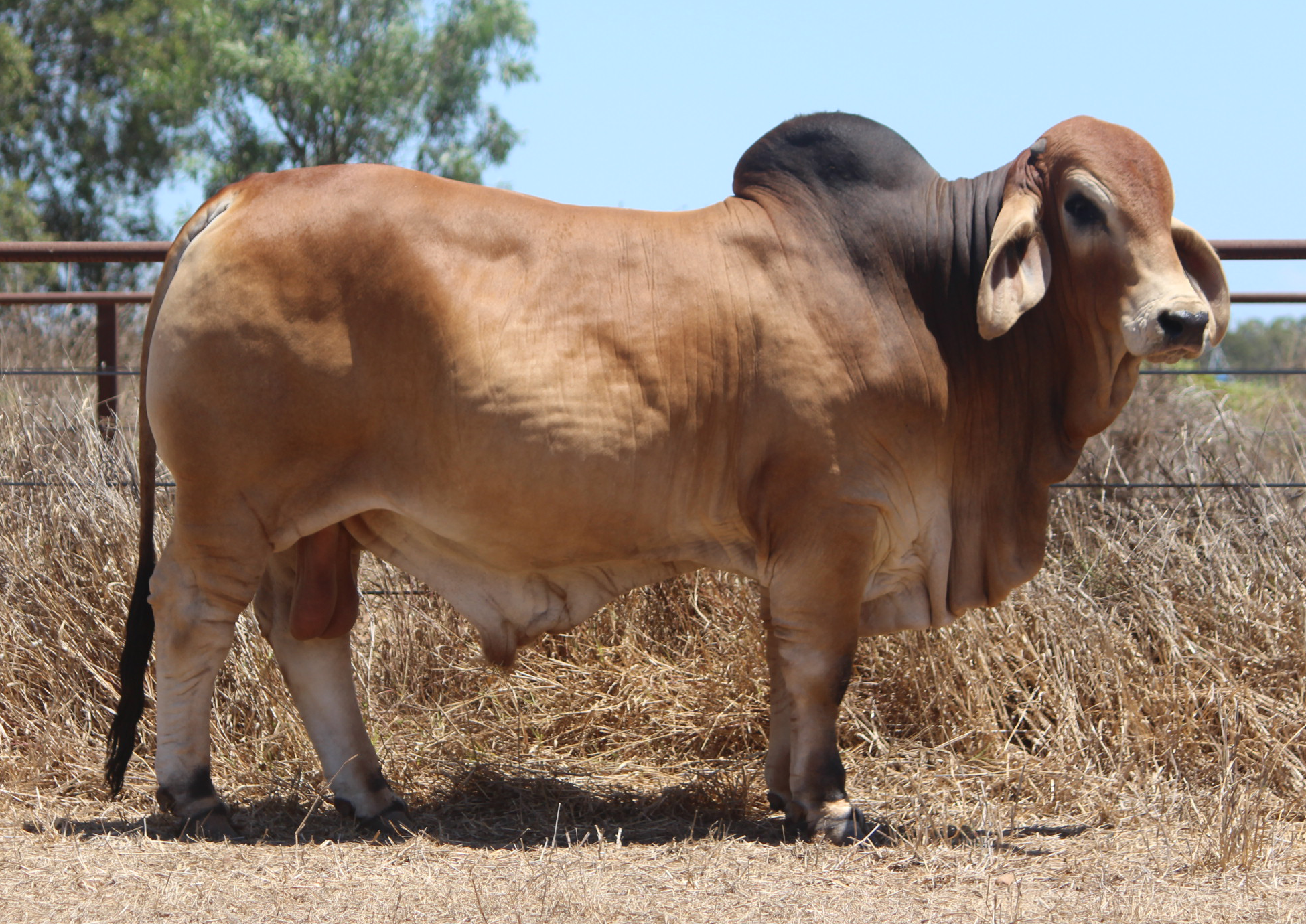 Lot 53 - Badilla Diego (IVF) (PS)