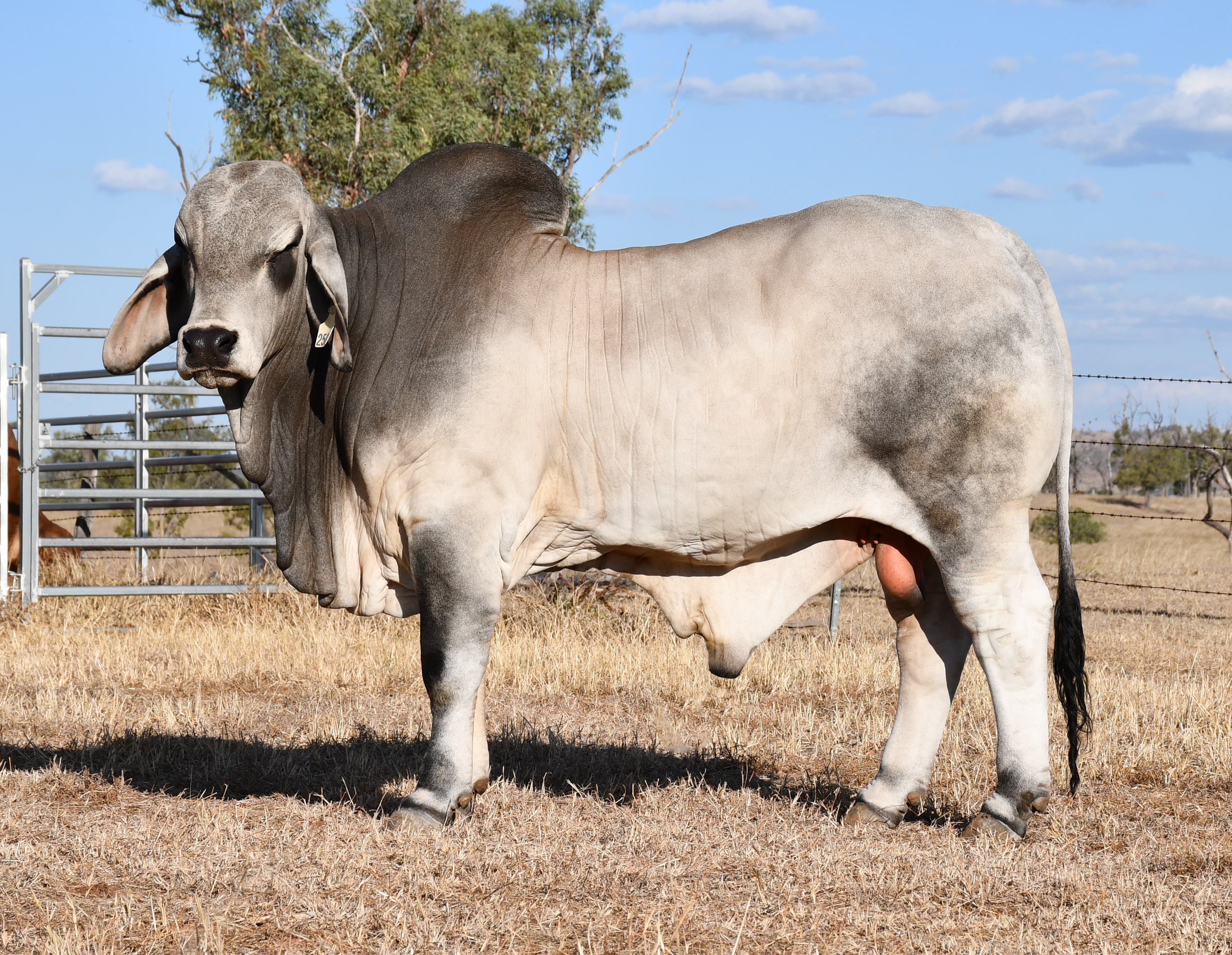 Lot 29 - Ooline Cruiser 2505 (H)